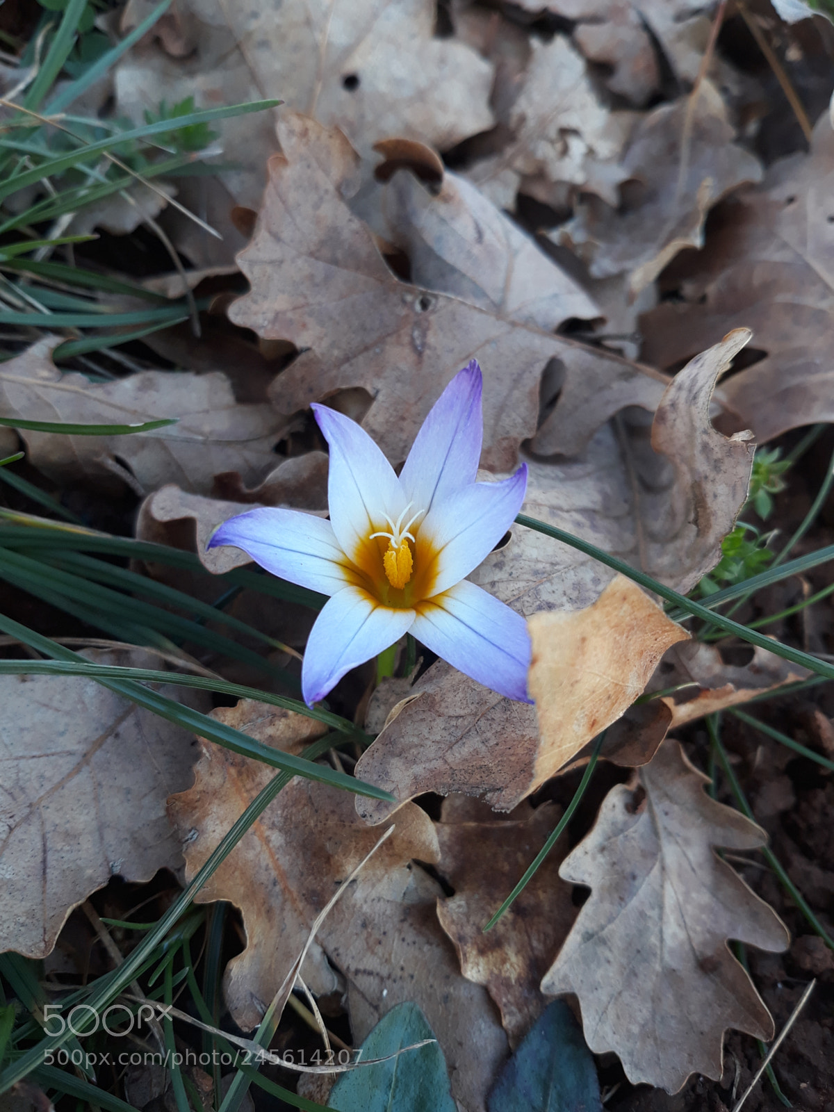Samsung Galaxy J7 sample photo. Blizi se proljece ? photography