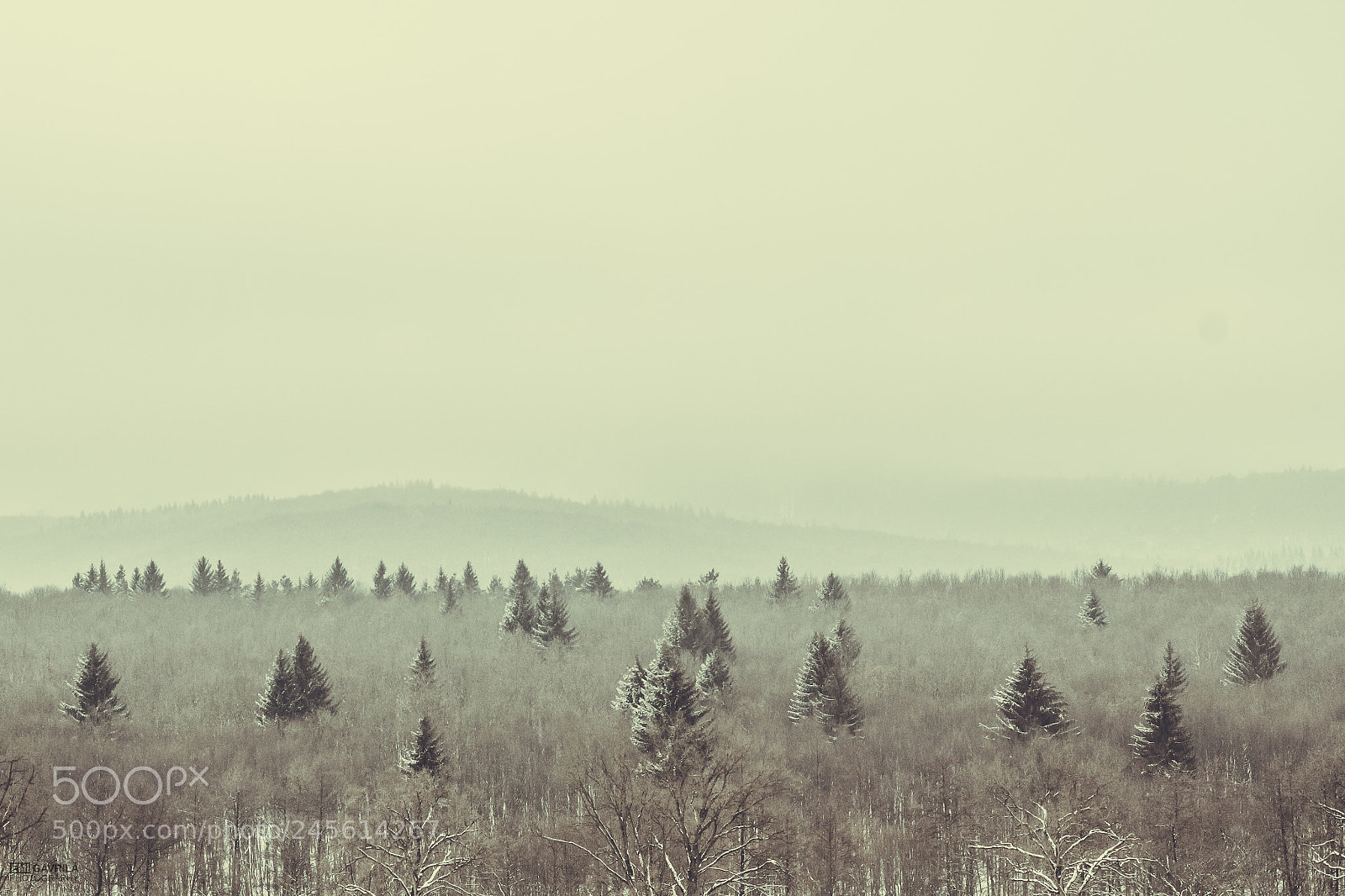 Canon EOS 600D (Rebel EOS T3i / EOS Kiss X5) sample photo. Forest photography
