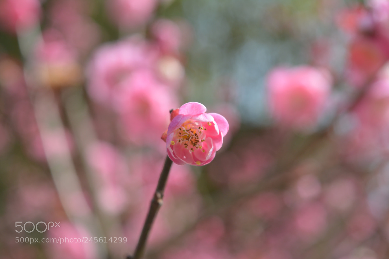 Nikon D5200 sample photo. 梅花 photography