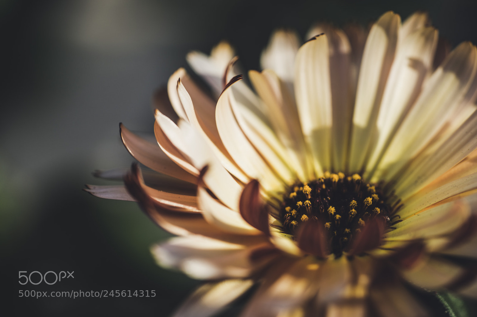 Sony a7 II sample photo. Calendula photography