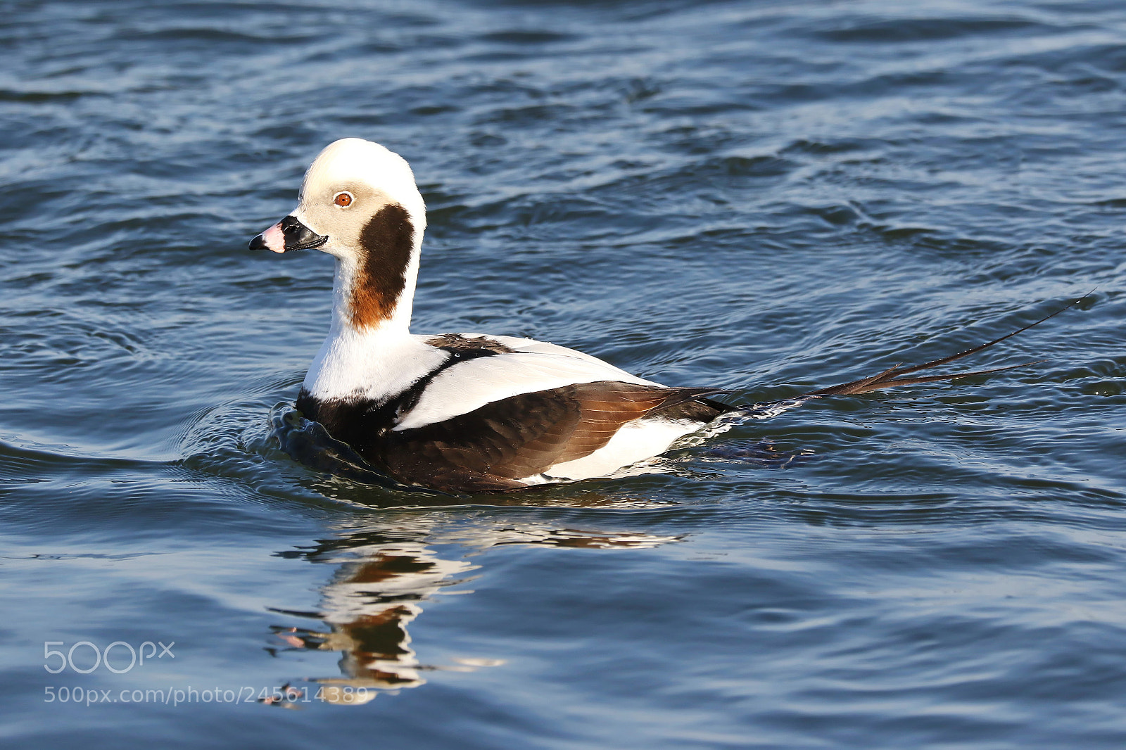 Canon EOS 7D Mark II sample photo. Long-tailed duck photography