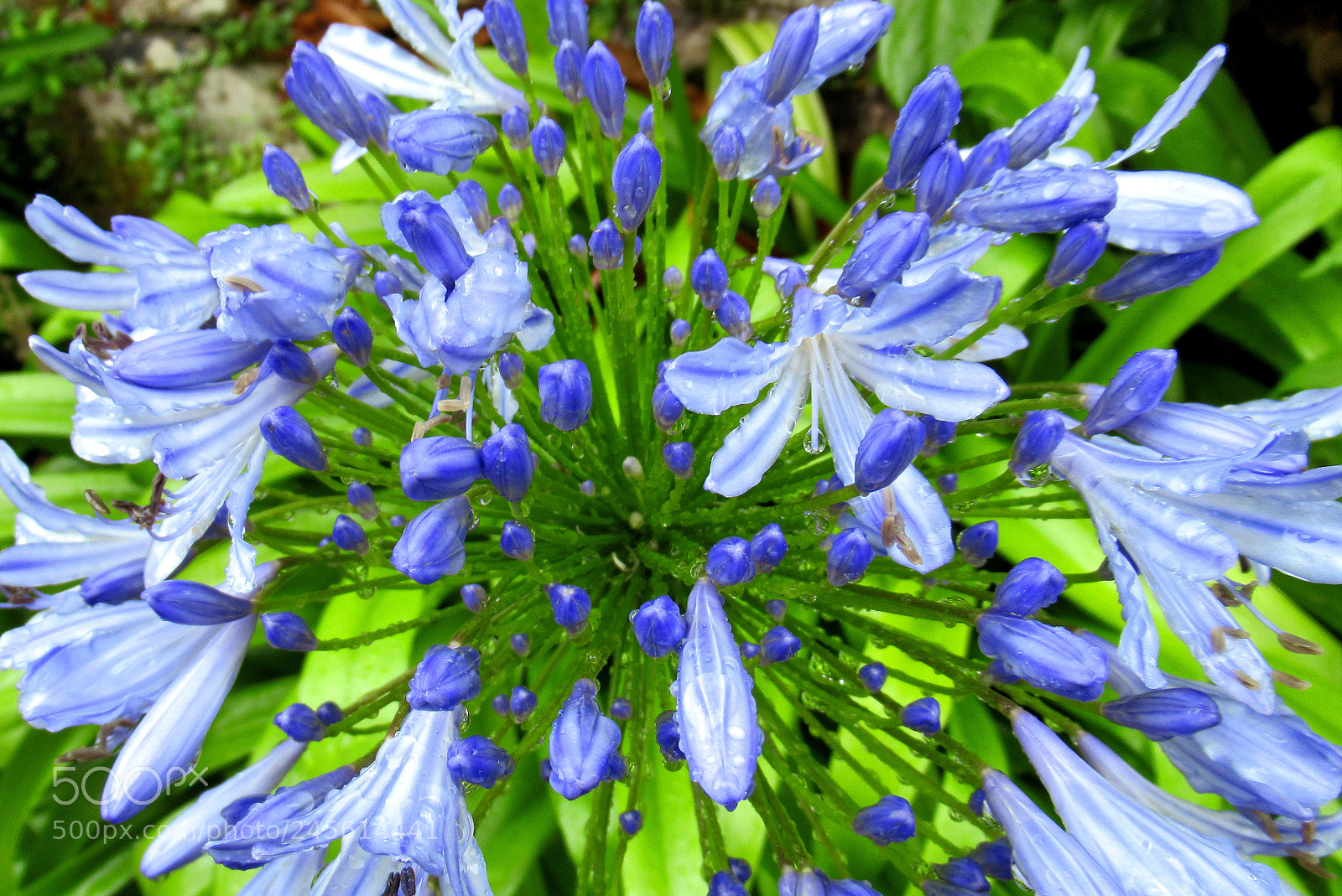 Canon PowerShot SX620 HS sample photo. Budding with blue photography
