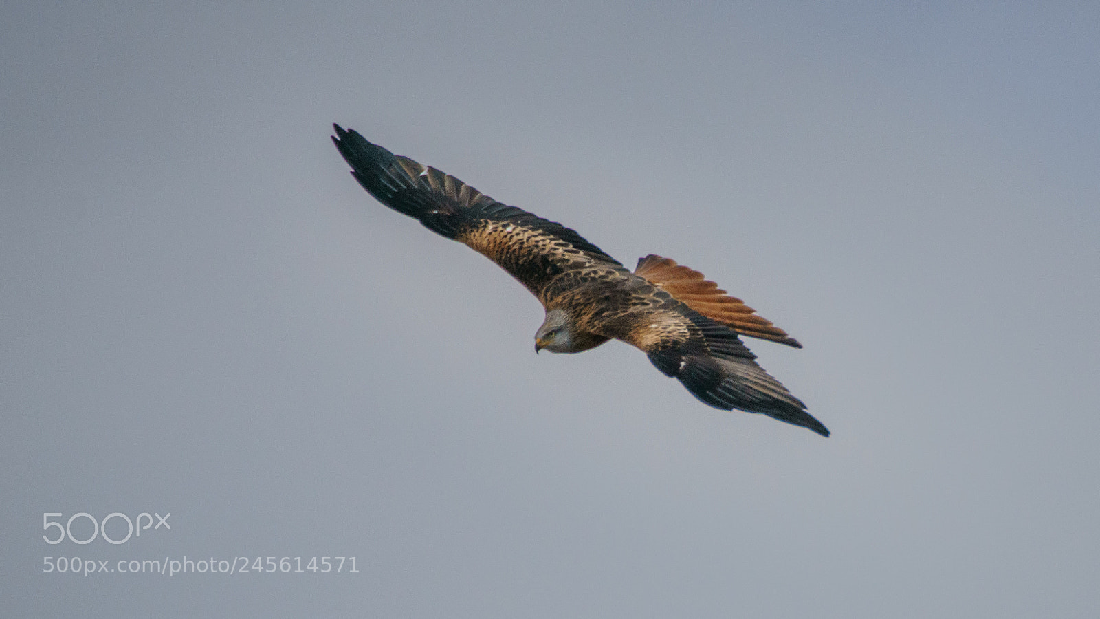 Sony ILCA-77M2 sample photo. Red kite photography