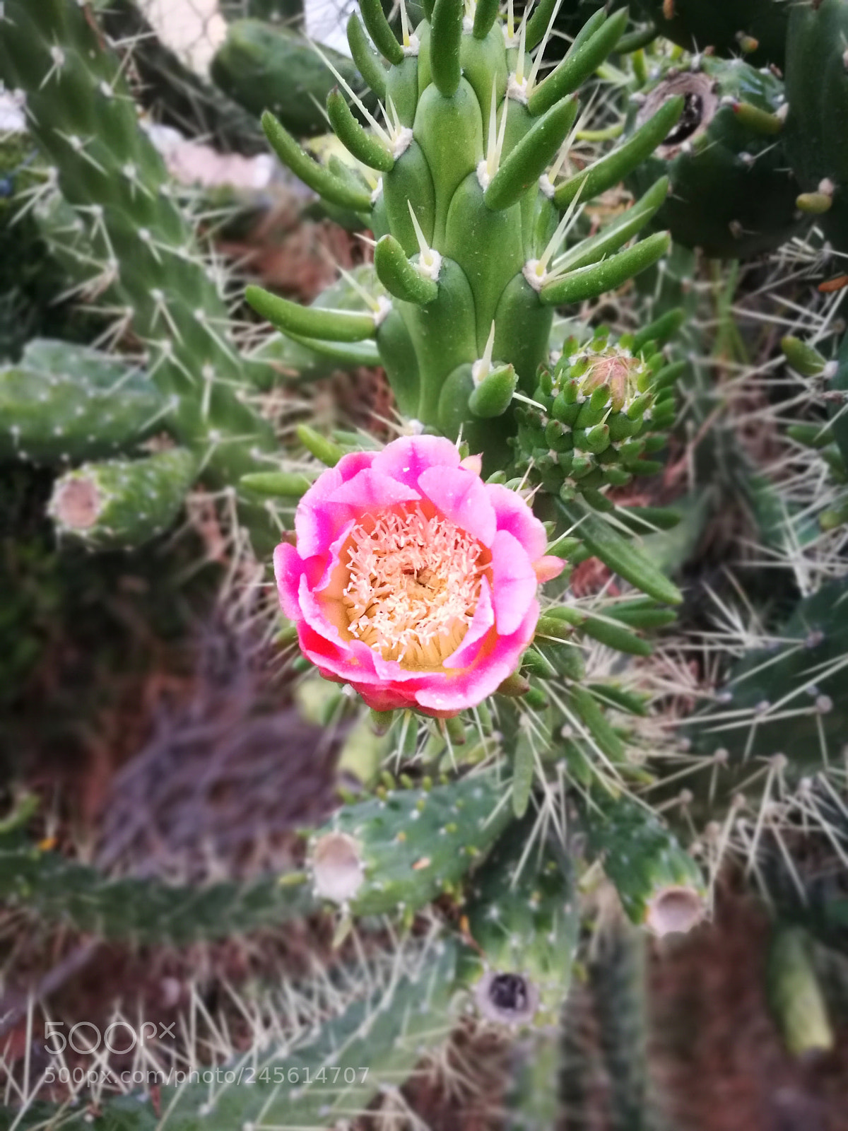 HUAWEI P9 sample photo. Pink photography