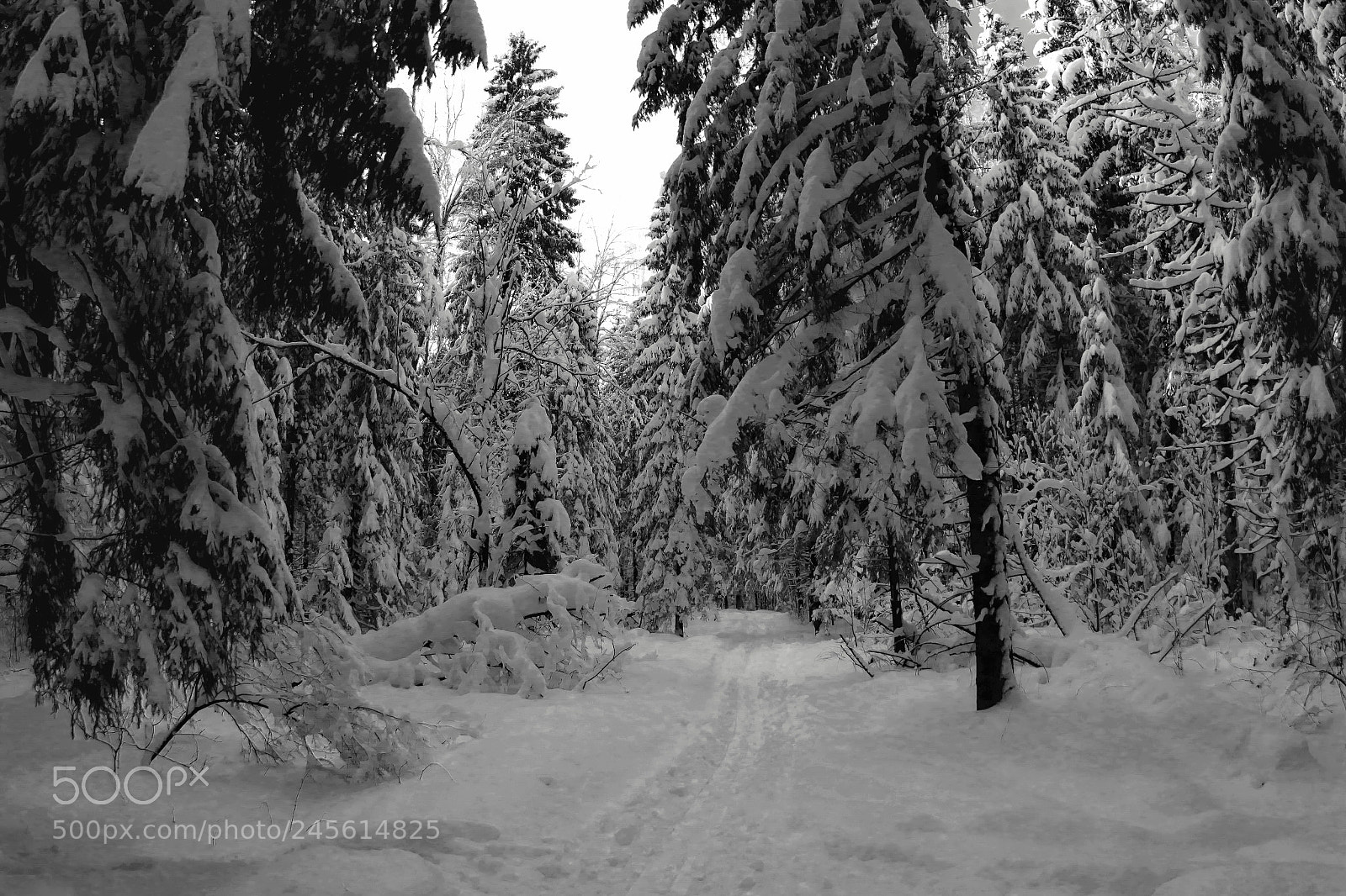Canon EOS 650D (EOS Rebel T4i / EOS Kiss X6i) sample photo. Wild winter photography