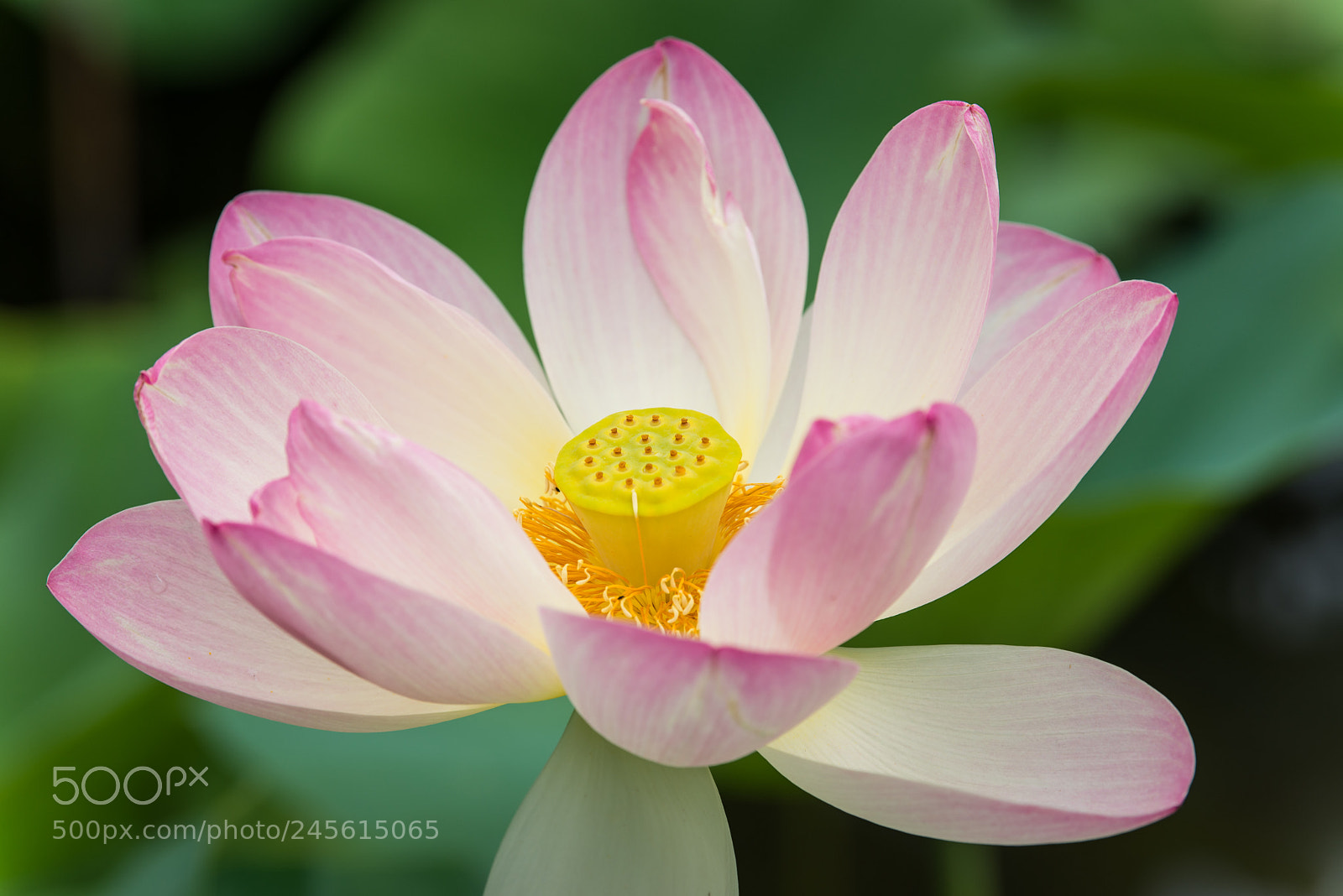 Nikon D600 sample photo. Flower photography