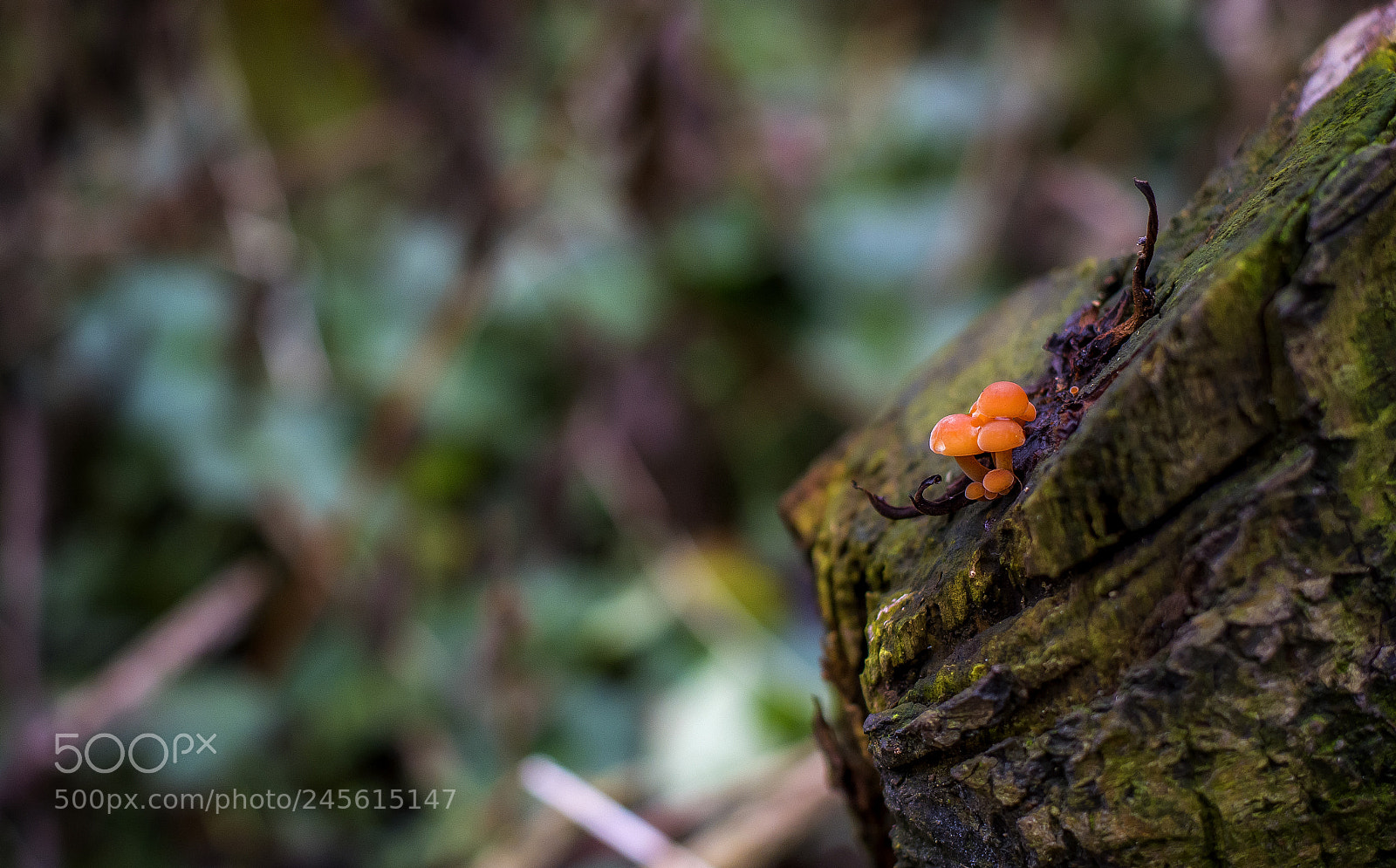 Nikon D7100 sample photo. Tiny orange mosscaps photography