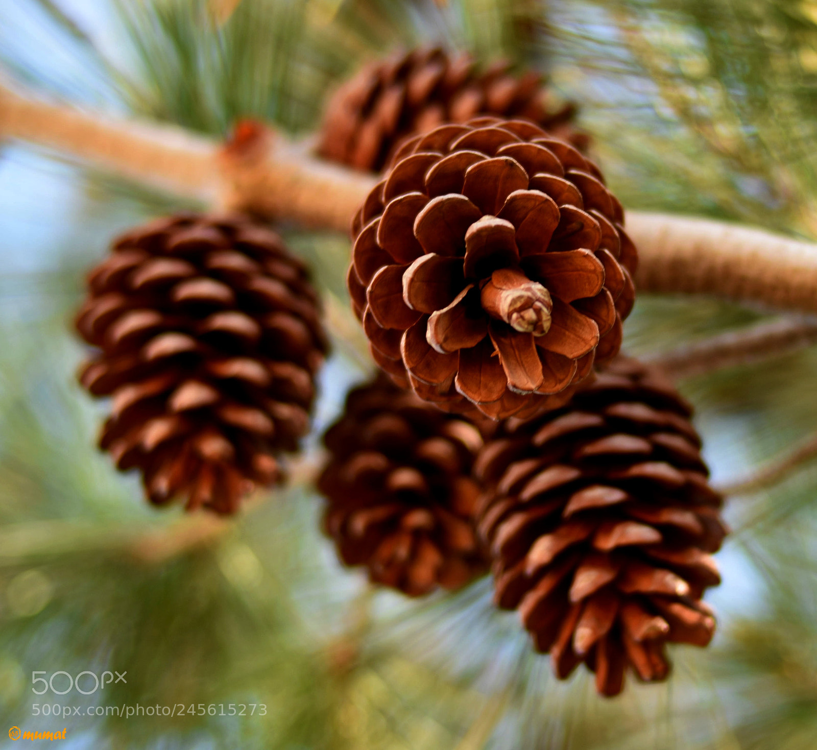 Nikon D7200 sample photo. Pineacones photography