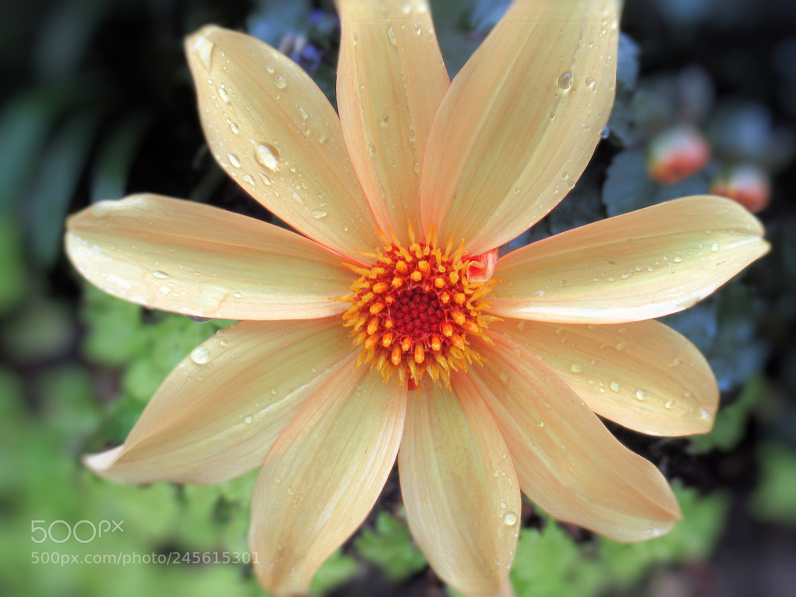 Canon PowerShot SX620 HS sample photo. Peachy flower photography