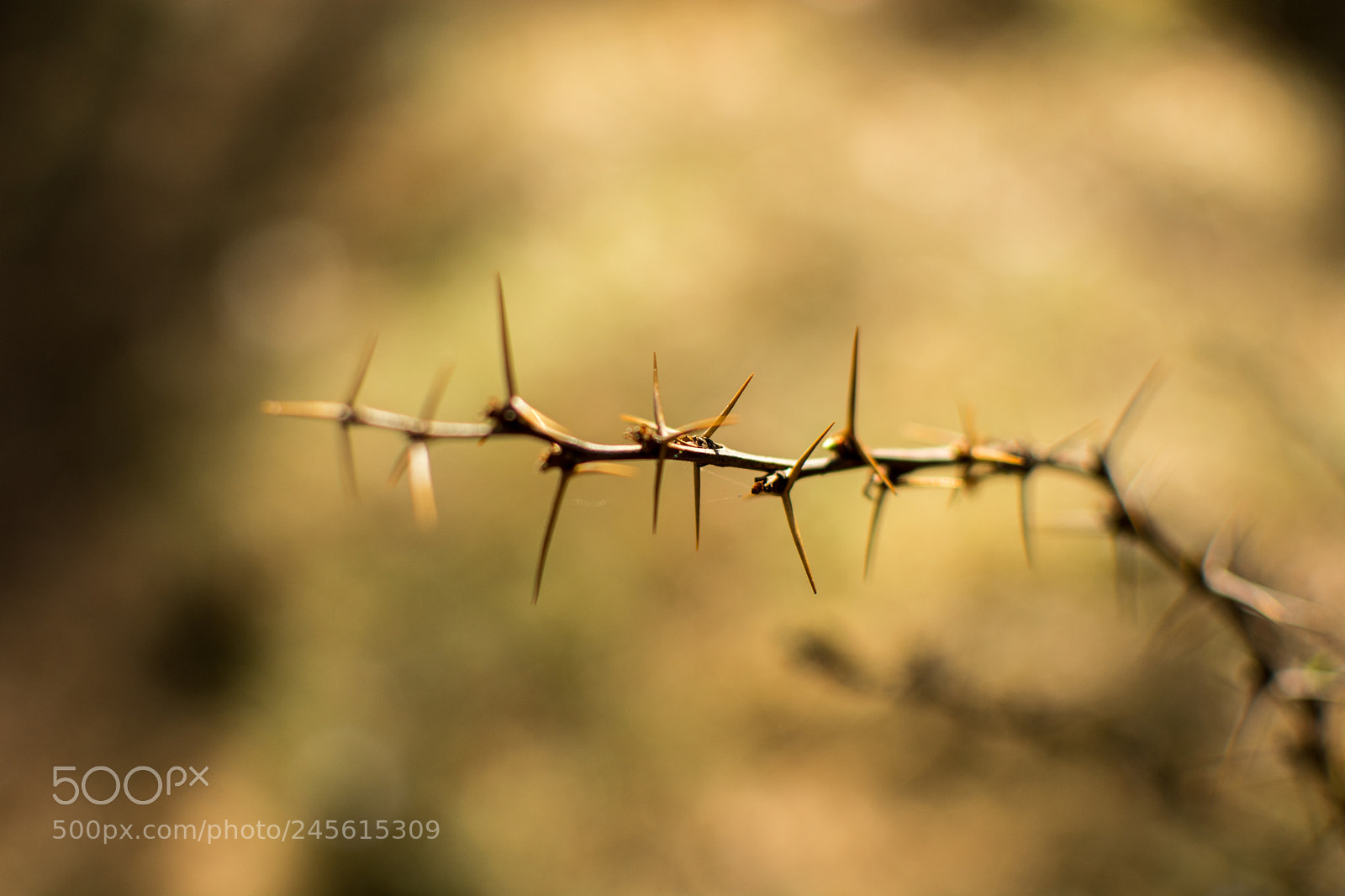 Nikon D7100 sample photo. Spine photography