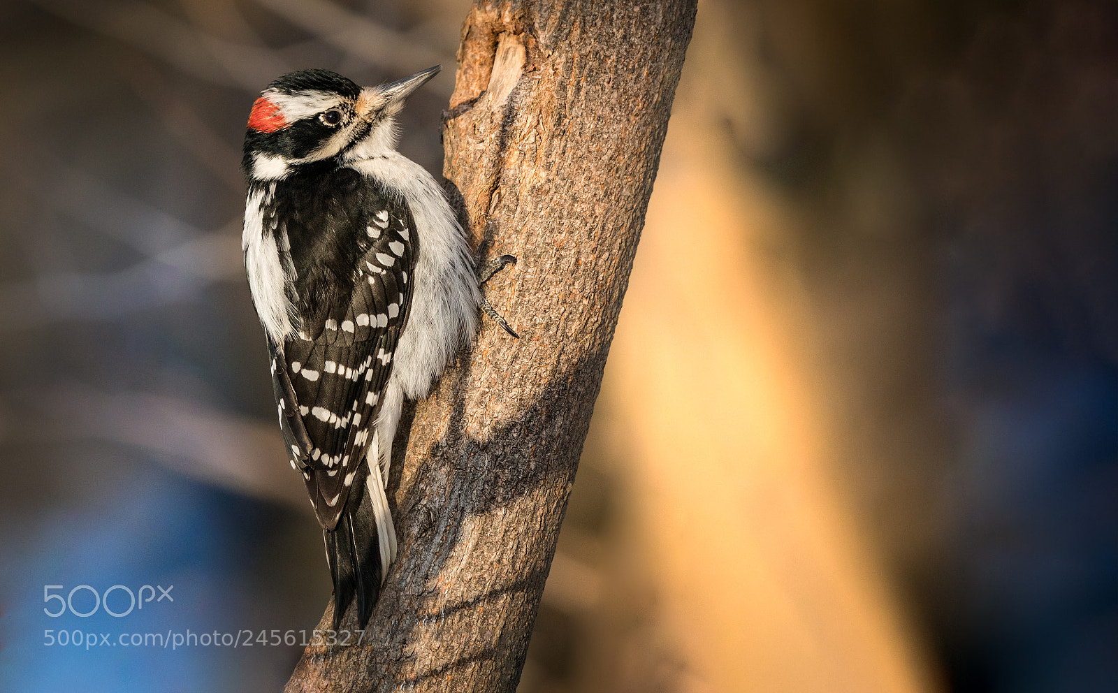 Sony a7R II sample photo. Downy in spectacular light! photography