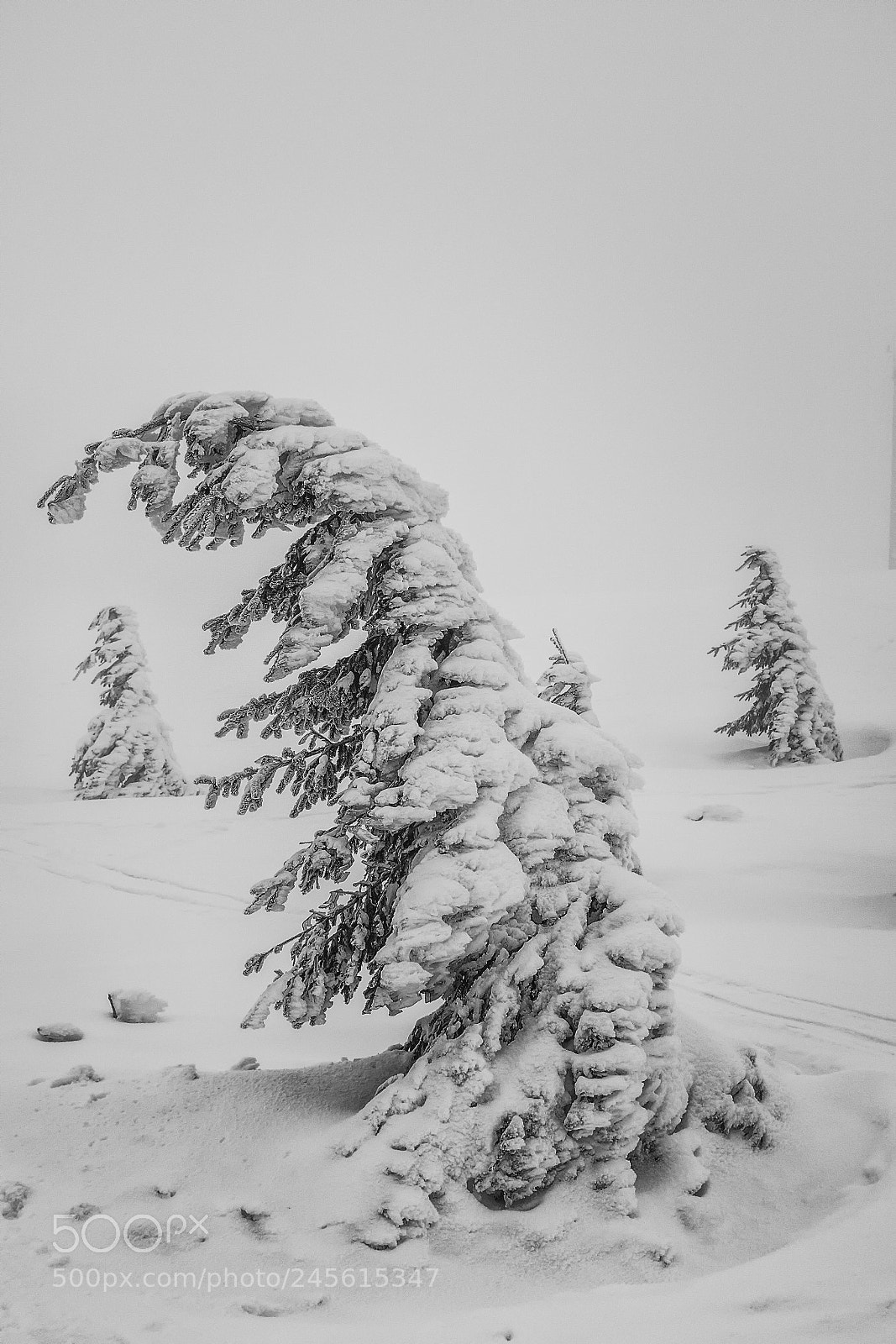 Fujifilm X100T sample photo. Gro er arber photography