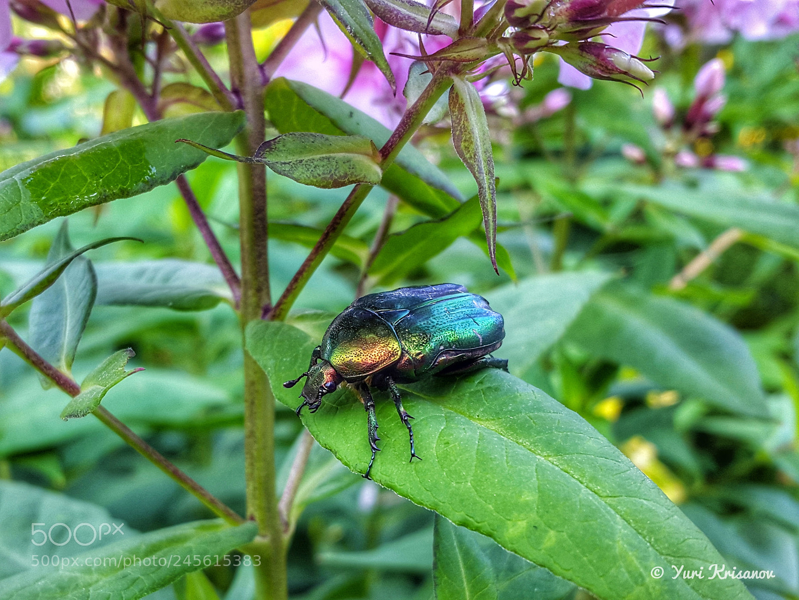 Samsung Galaxy Alpha sample photo. Cetonia aurata on a photography