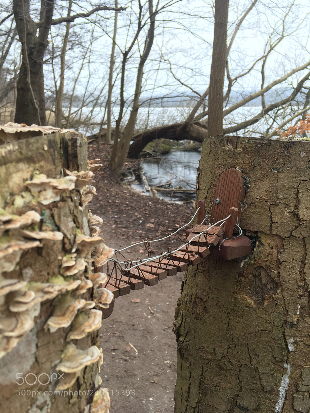 Apple iPhone SE sample photo. Bridge for the forest photography