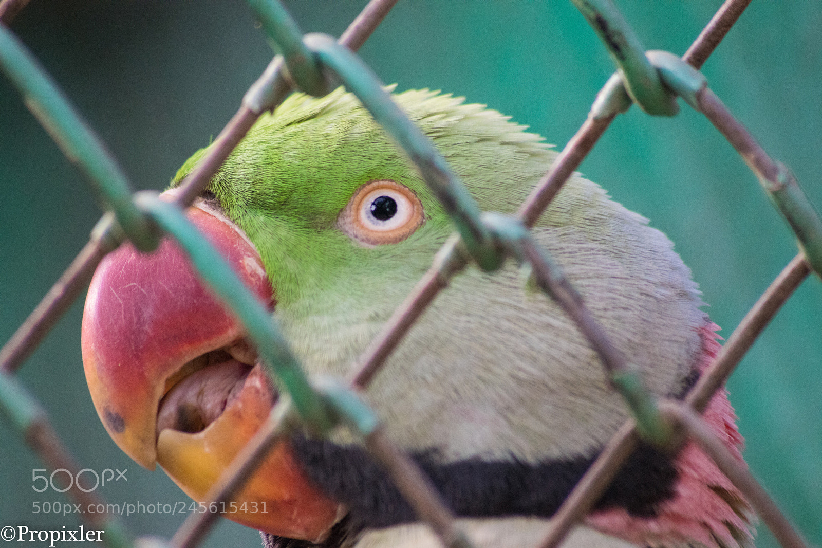 Sony SLT-A68 sample photo. Caged beauty photography