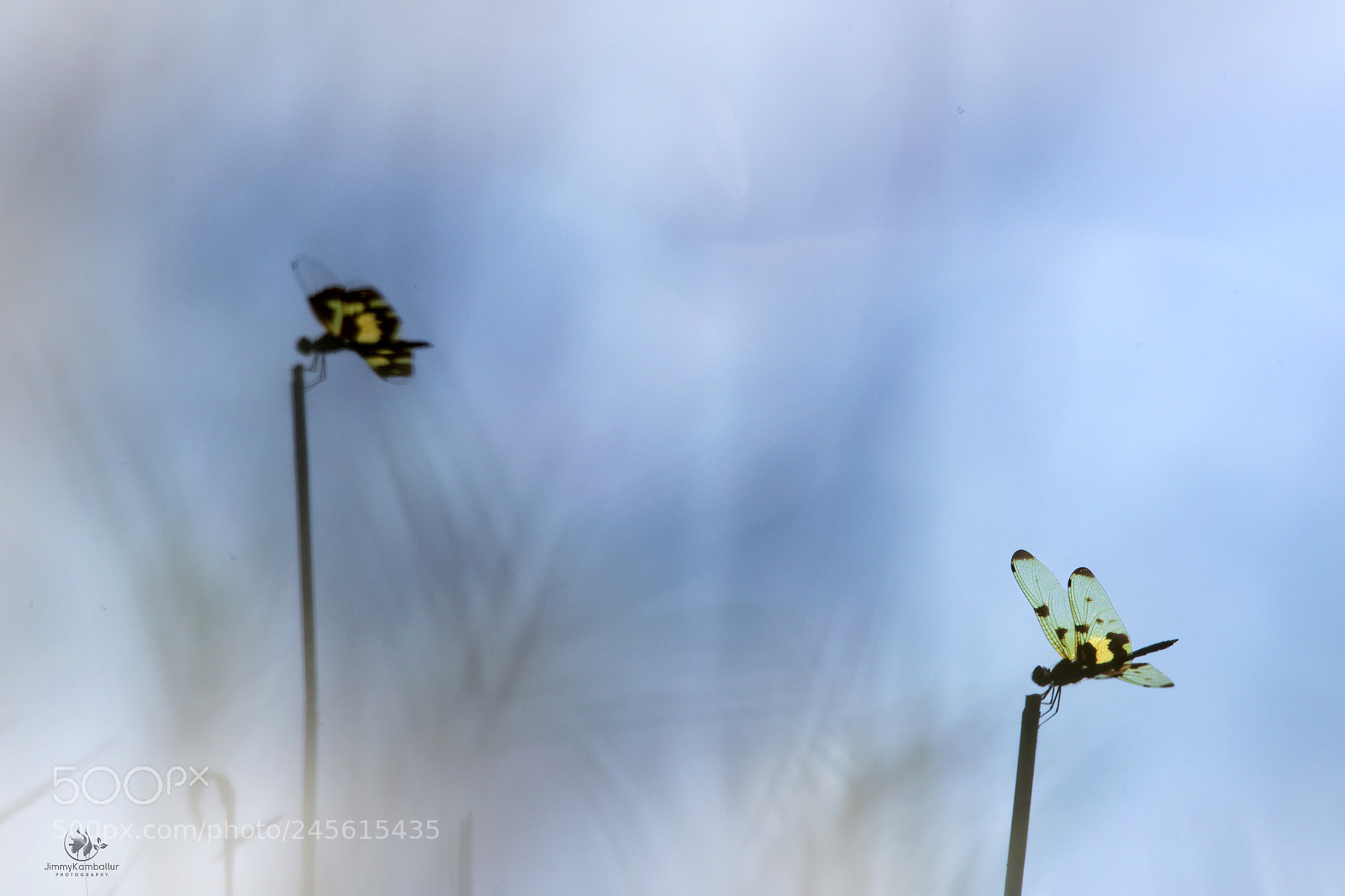 Canon EOS-1D X Mark II sample photo. Dragonfly photography