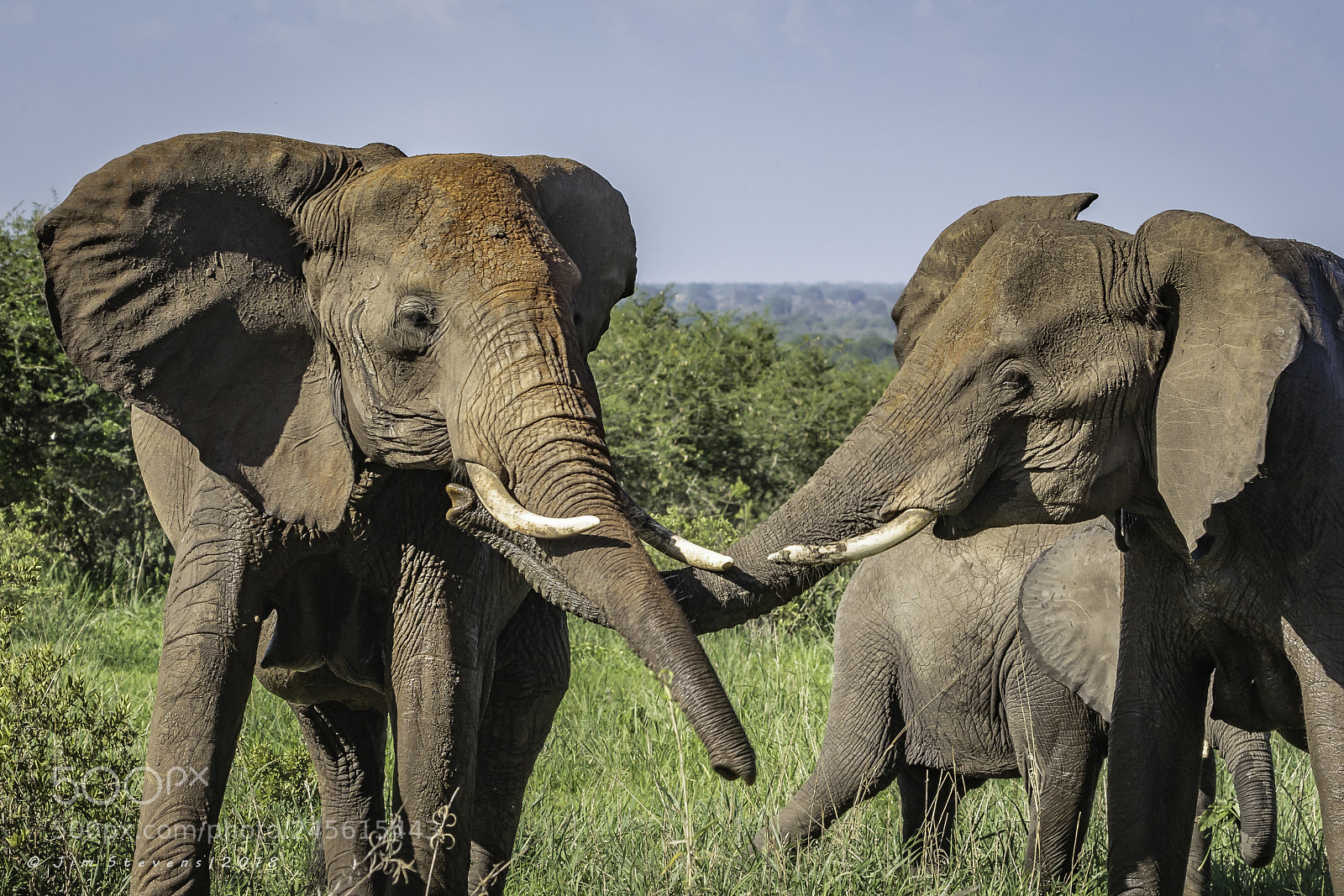 Canon EOS-1D X sample photo. Elephants cuddling photography