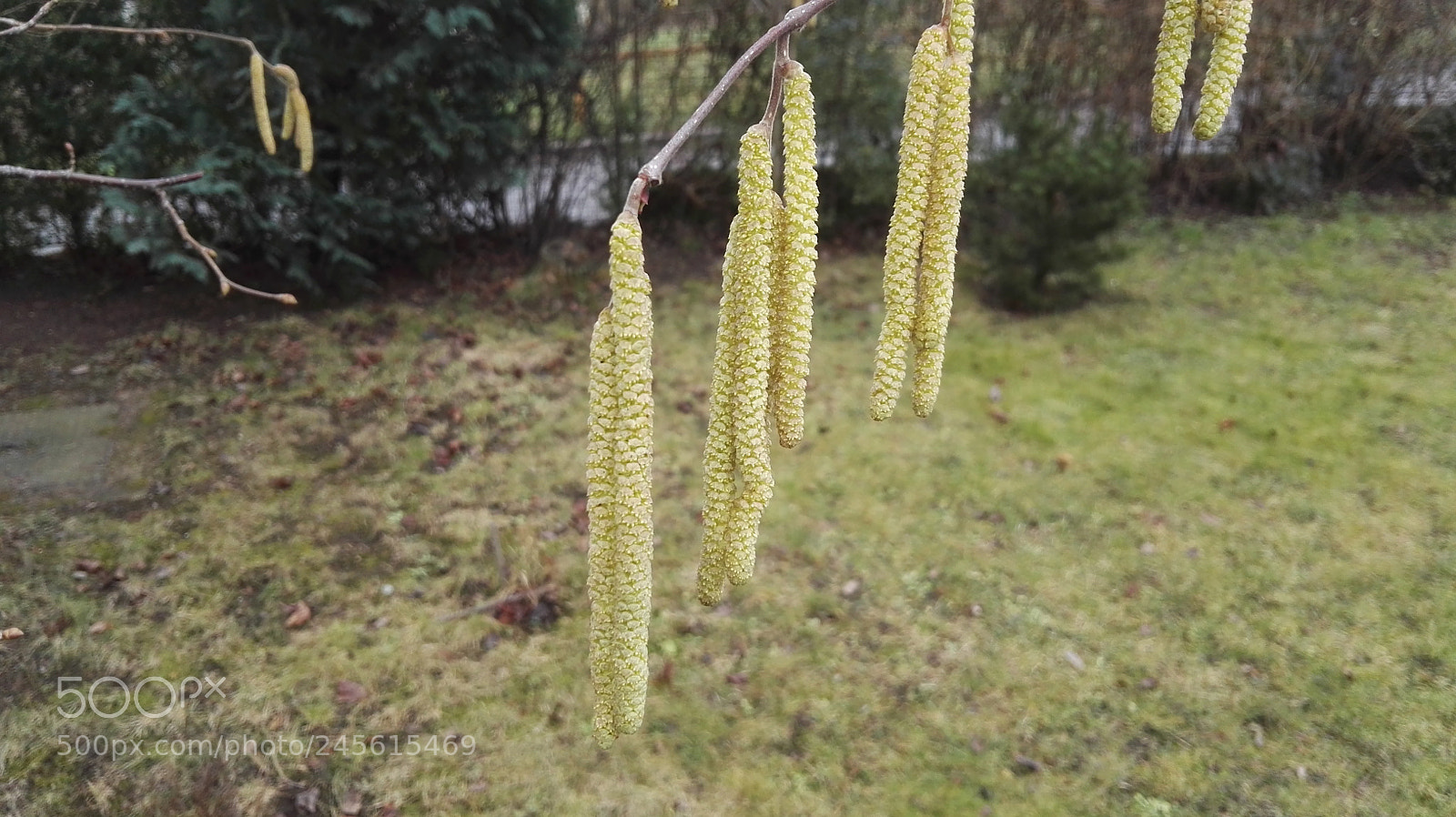 HUAWEI P8 sample photo. Catkin photography