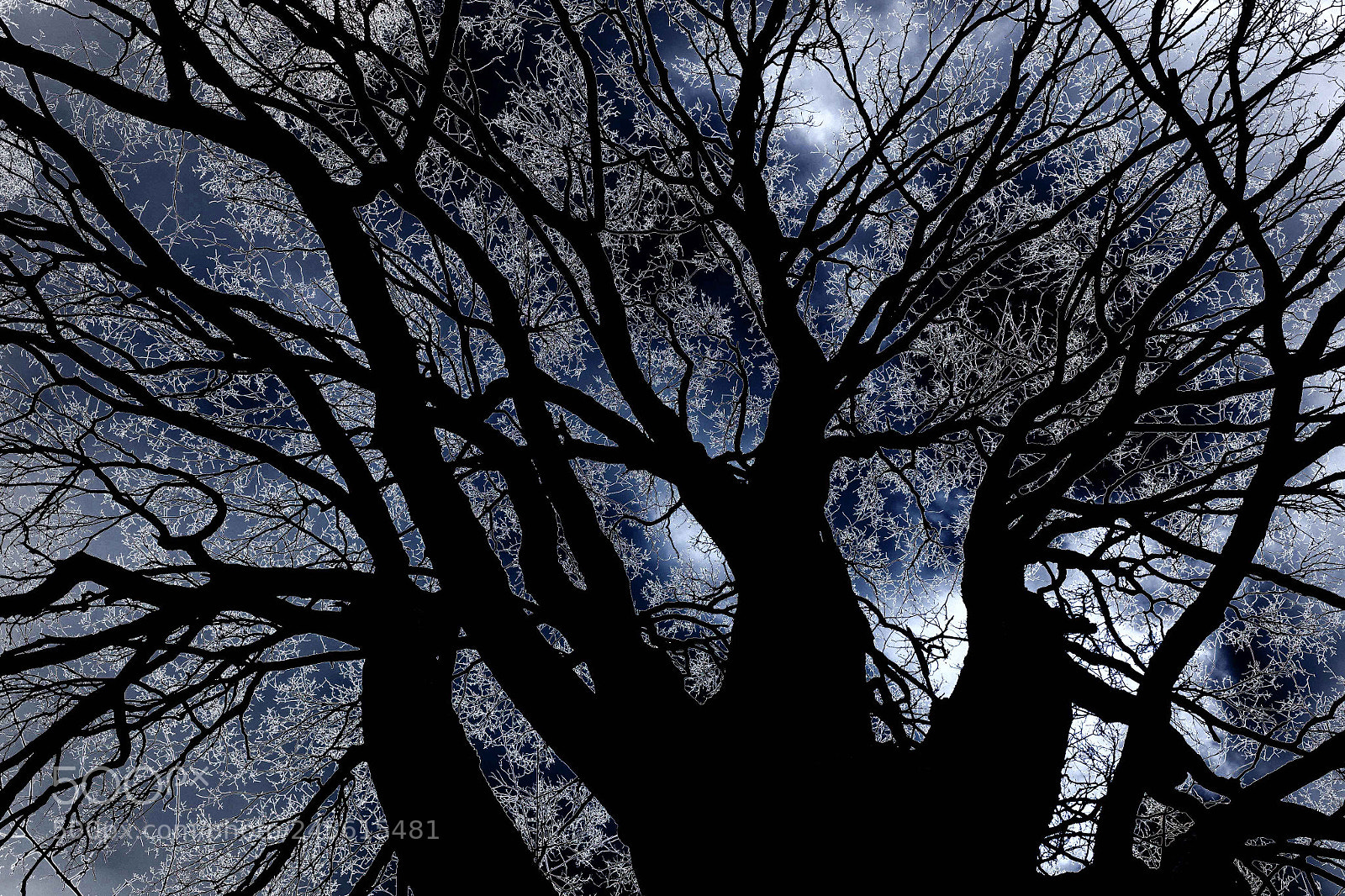 Fujifilm X70 sample photo. Branches photography
