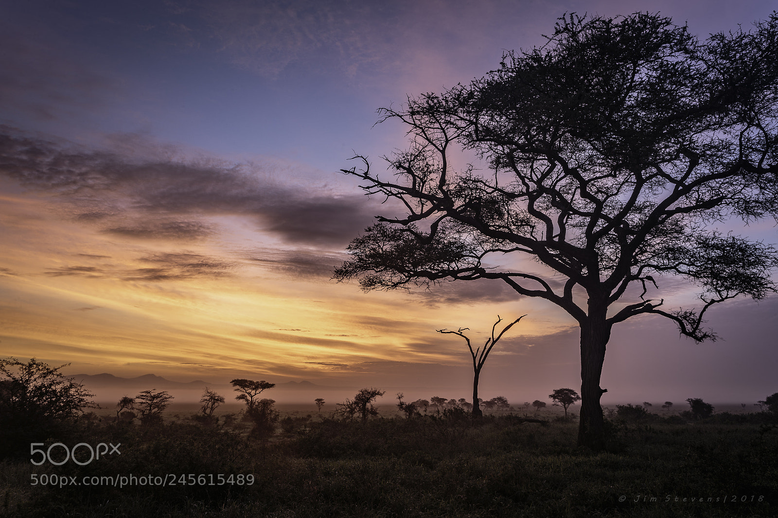 Canon EOS-1D X sample photo. Tarangire dawn photography