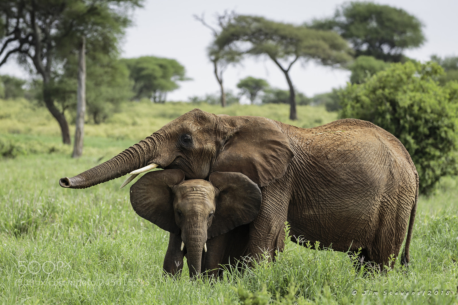 Canon EOS-1D X sample photo. Elephant mom with her photography