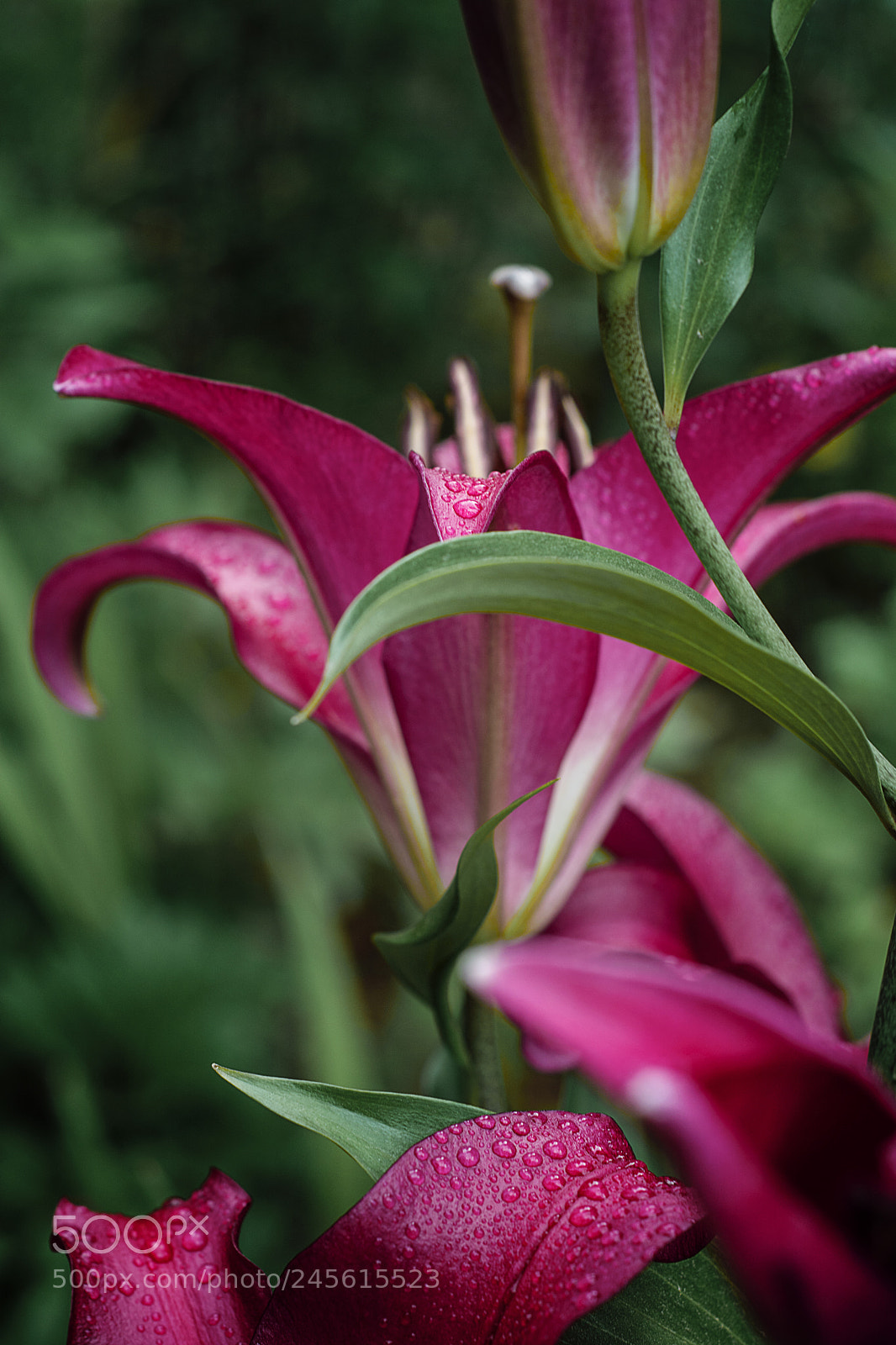 Nikon D5200 sample photo. Lirio lilium asiático photography