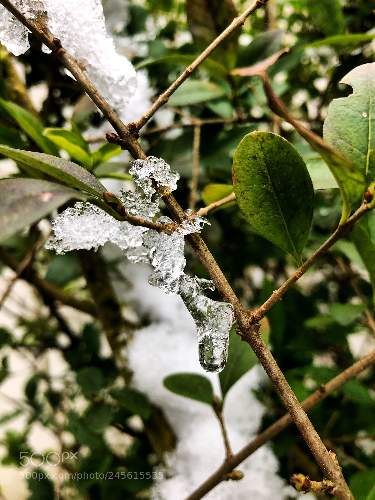 Apple iPhone X sample photo. Evergreen photography
