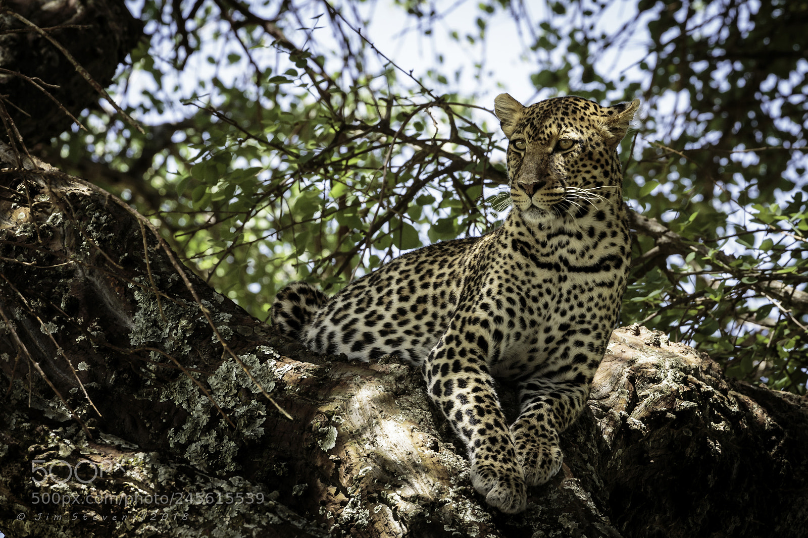 Canon EOS-1D X sample photo. Leopard in acacia tree photography