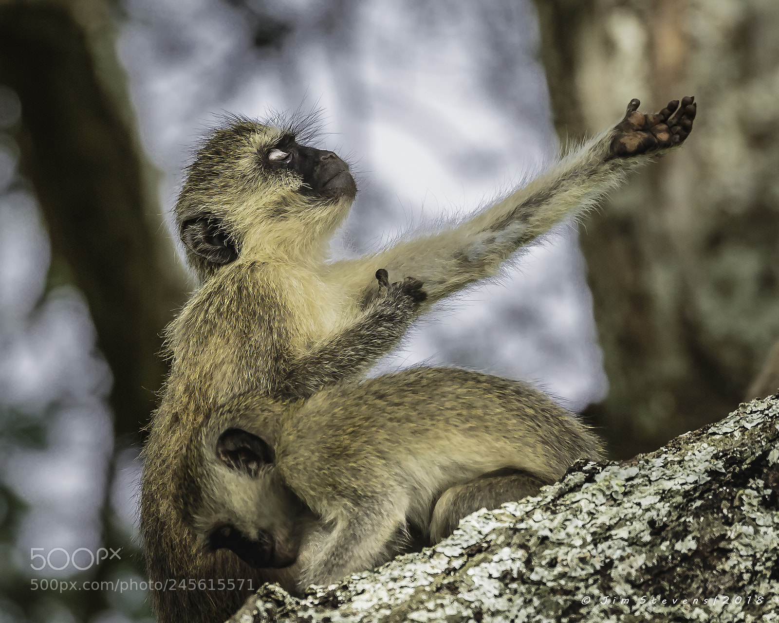 Canon EOS-1D X sample photo. Vervet monkey orating photography
