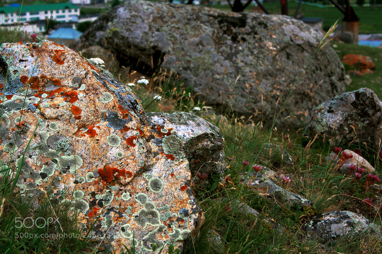 Canon EOS 1000D (EOS Digital Rebel XS / EOS Kiss F) sample photo. Stone moss photography