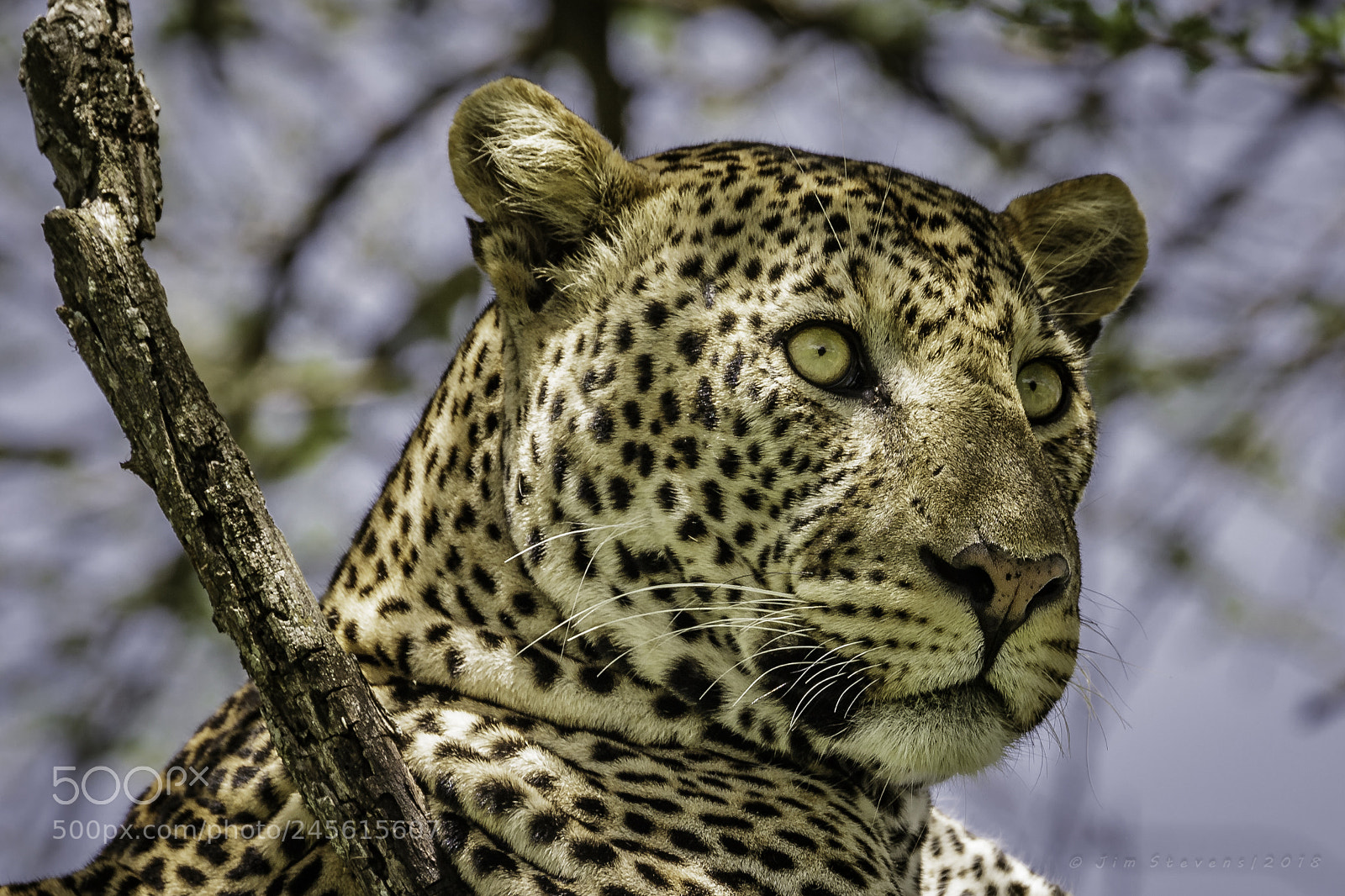 Canon EOS-1D X sample photo. Leopard in acacia tree photography