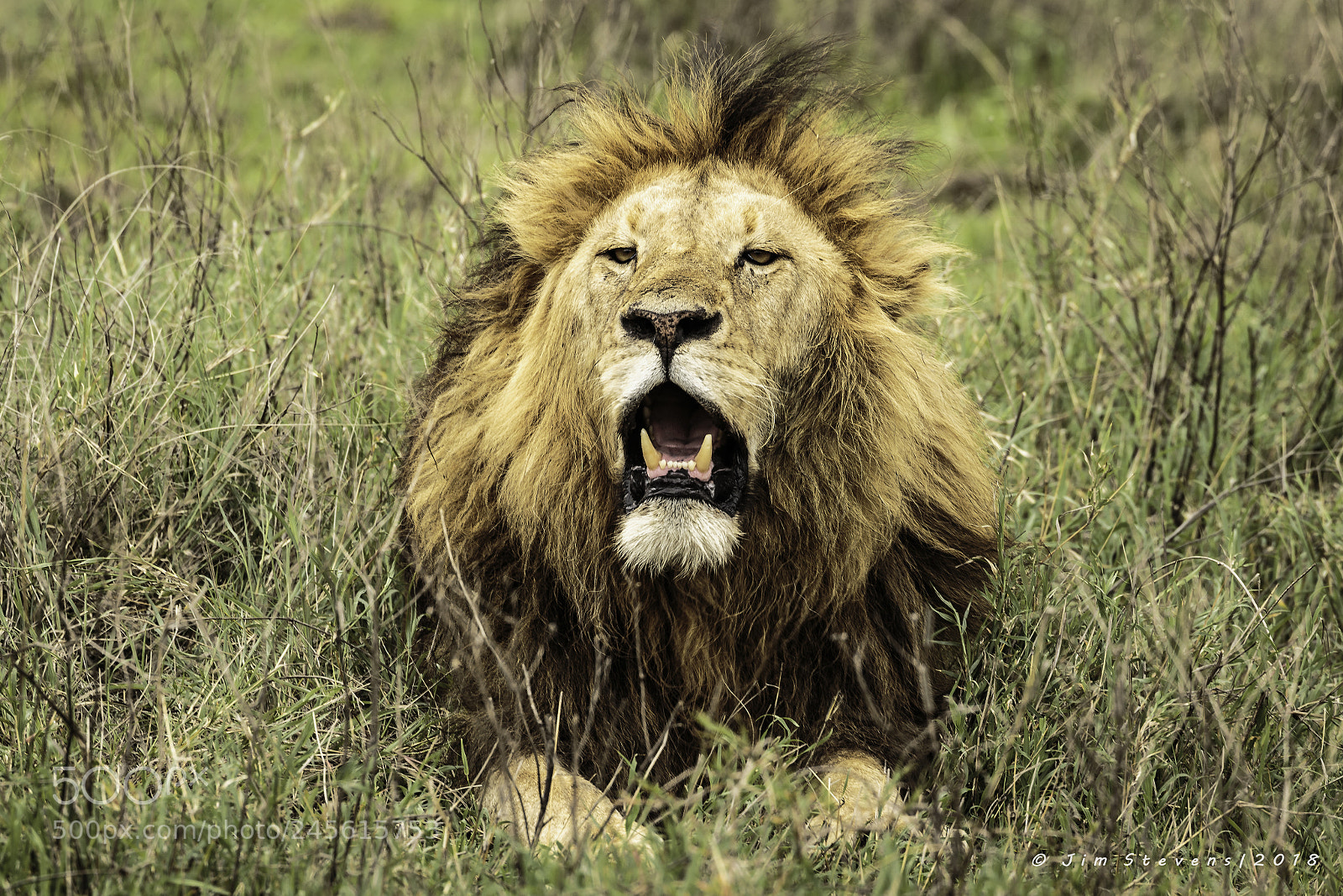 Canon EOS-1D X sample photo. Male lion in ngorongoro photography