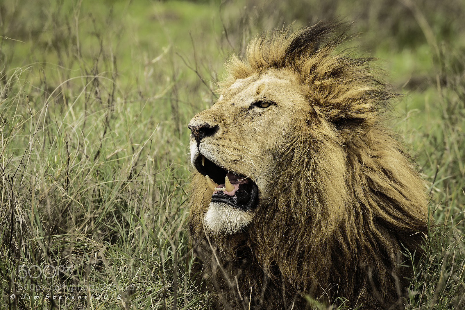 Canon EOS-1D X sample photo. Male lion in ngorongoro photography