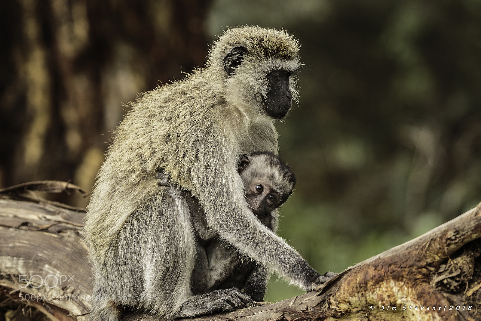 Canon EOS-1D X sample photo. Vervet monkey mother and photography