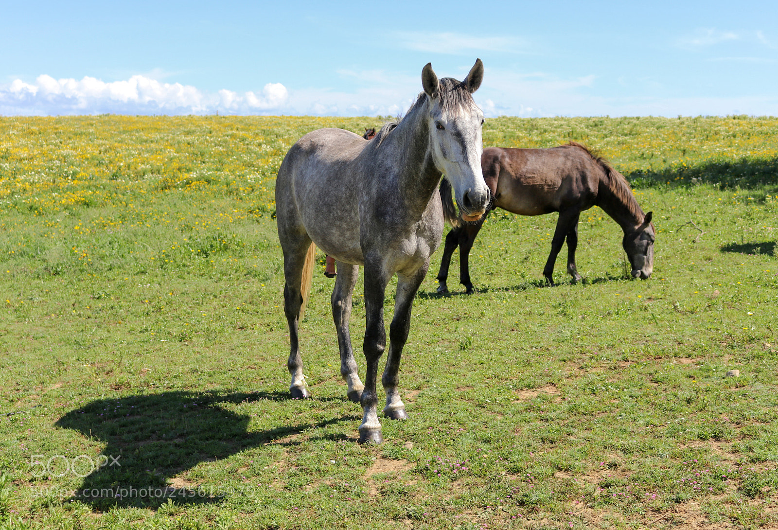 Canon EOS 80D sample photo. Horses in the field photography