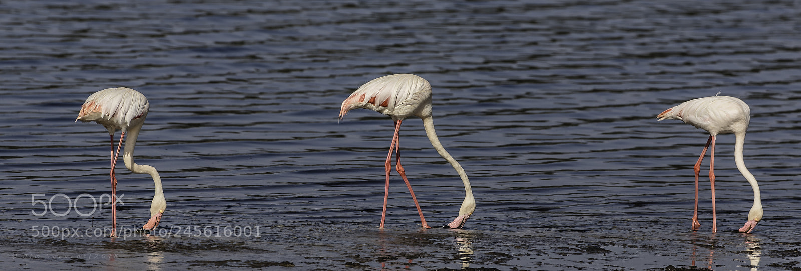 Canon EOS-1D X sample photo. Three flamingos in lake photography