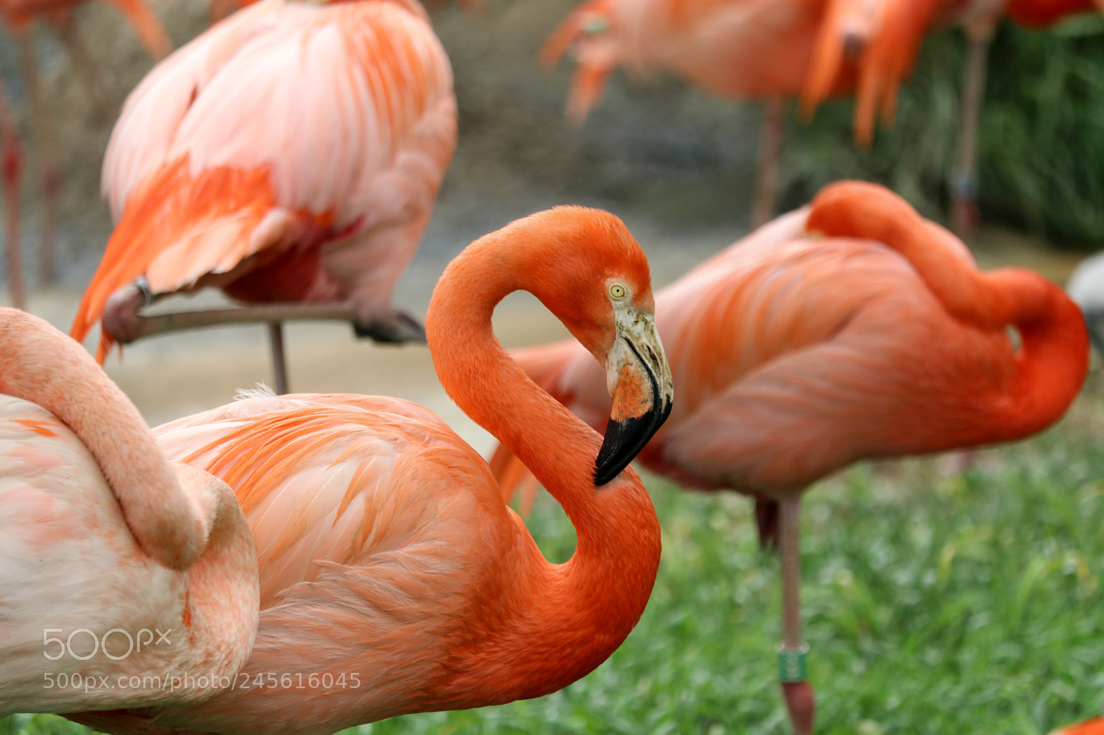 Canon EOS 80D sample photo. Flamingos photography