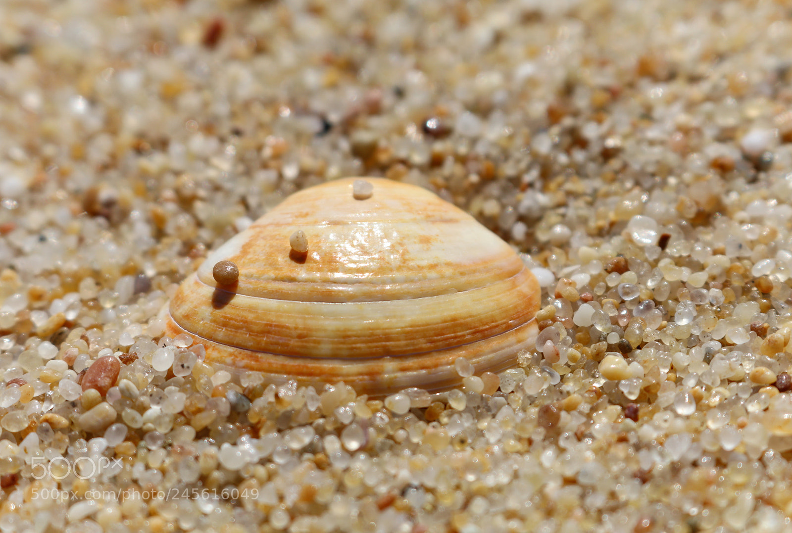 Canon EOS 80D sample photo. Sea clam photography