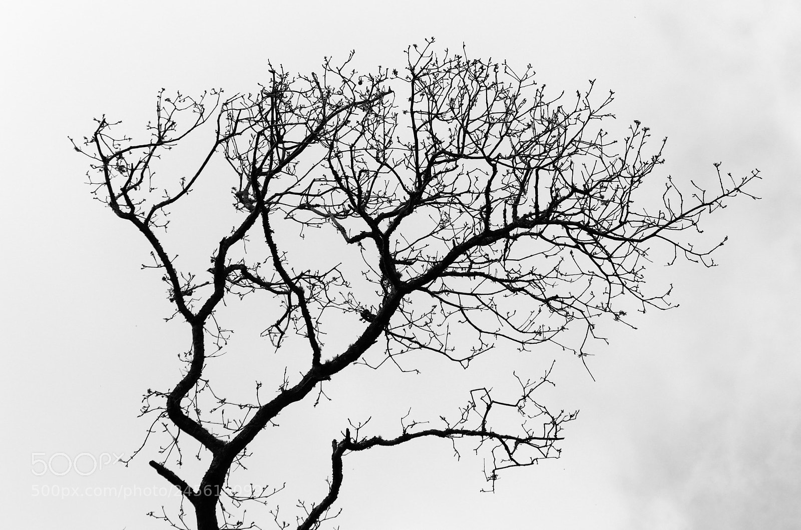 Canon EOS 80D sample photo. Tree branches _ b&w photography