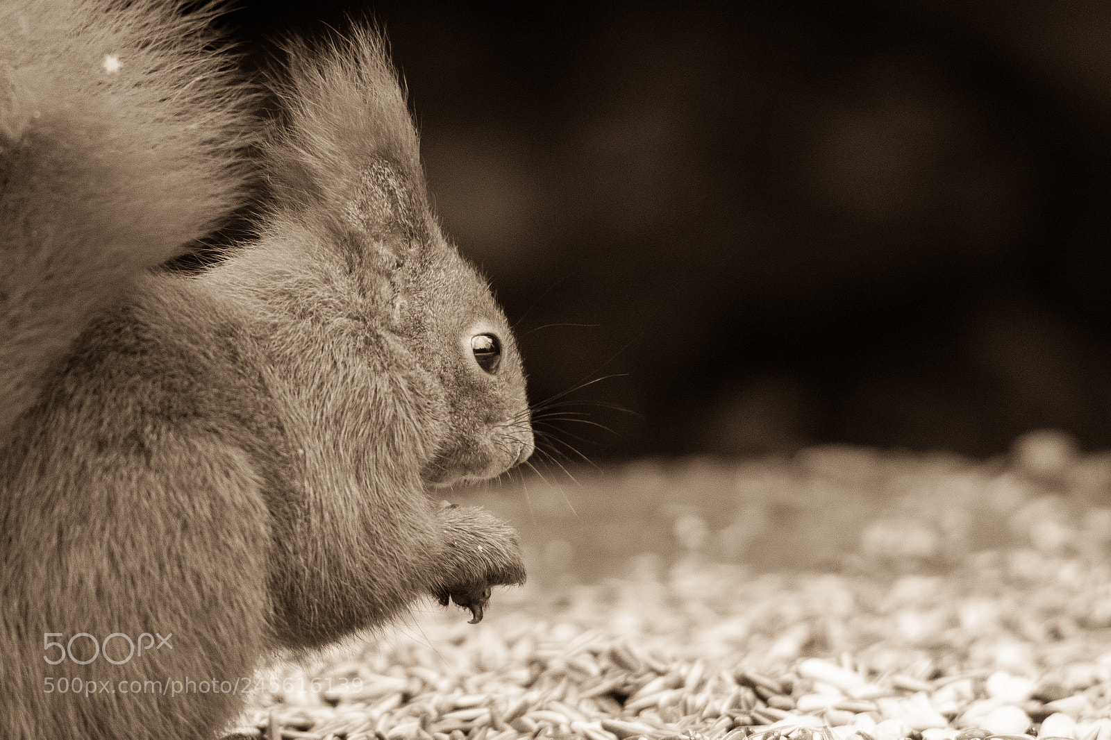Canon EOS 7D Mark II sample photo. Is there anything outside? photography
