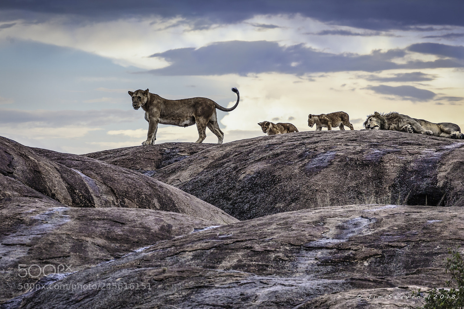Canon EOS-1D X sample photo. Lion pride on a photography