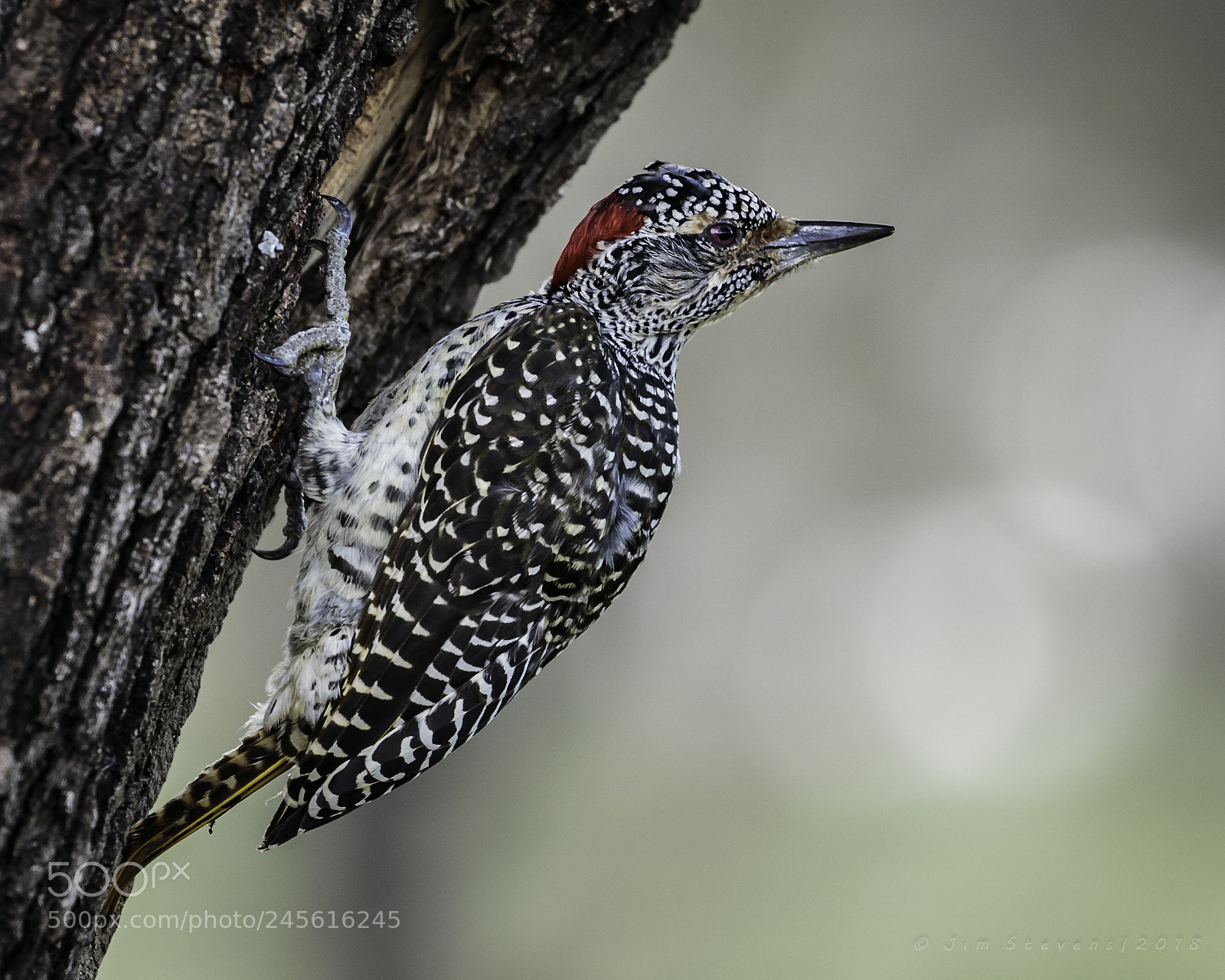 Canon EOS-1D X sample photo. Cardinal woodpecker (dendropicos fuscescens) photography