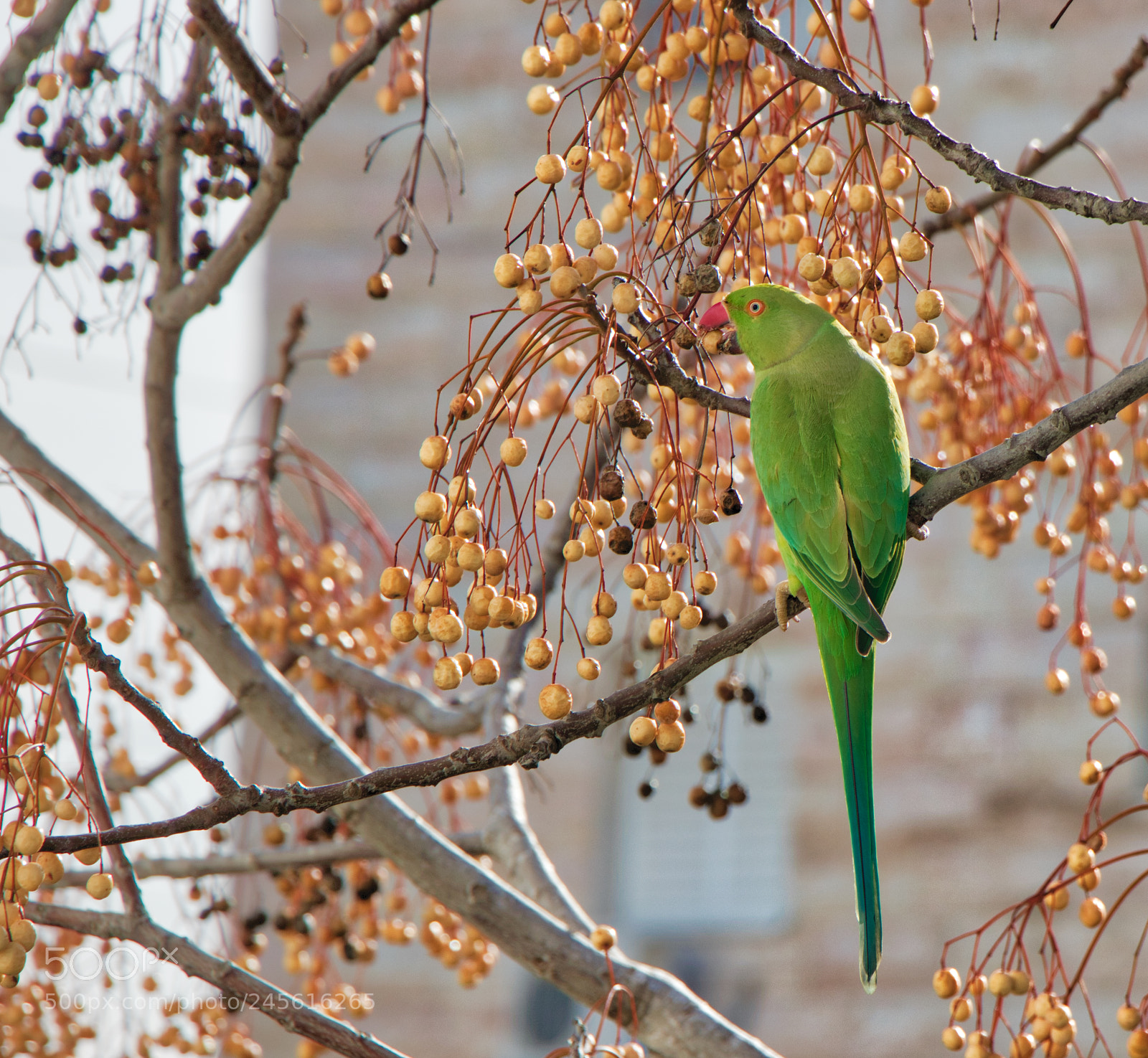 Canon EOS 800D (EOS Rebel T7i / EOS Kiss X9i) sample photo. Parrot view from window photography