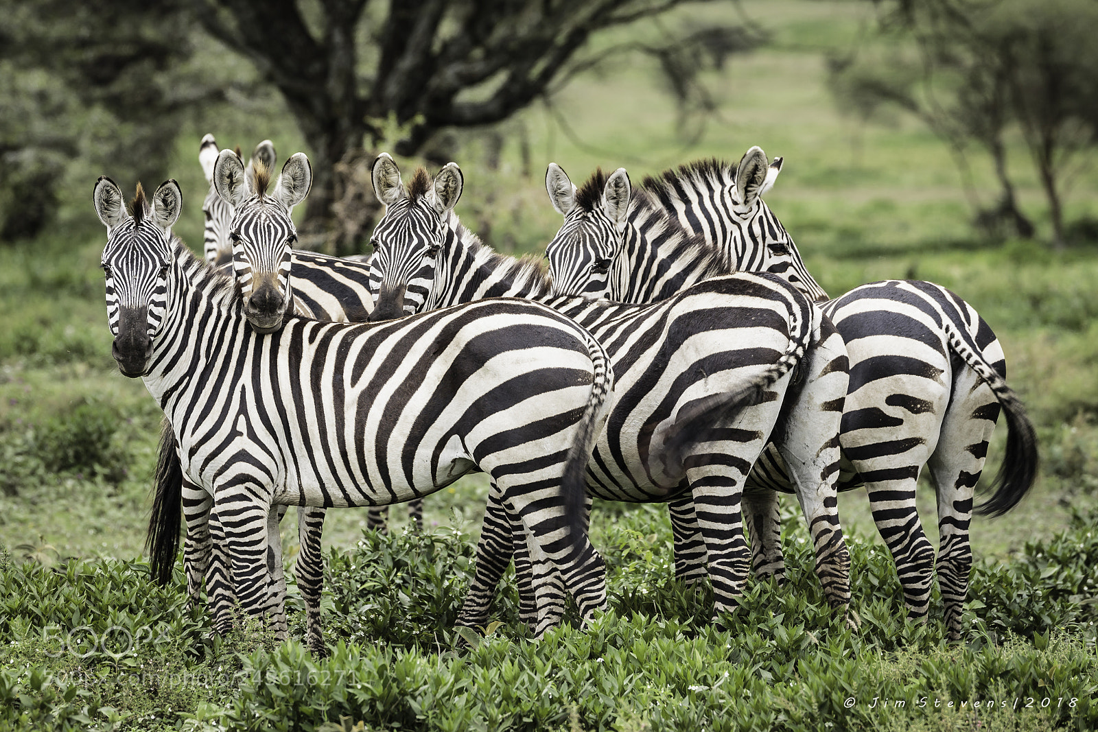 Canon EOS-1D X sample photo. Zebra band of brothers photography
