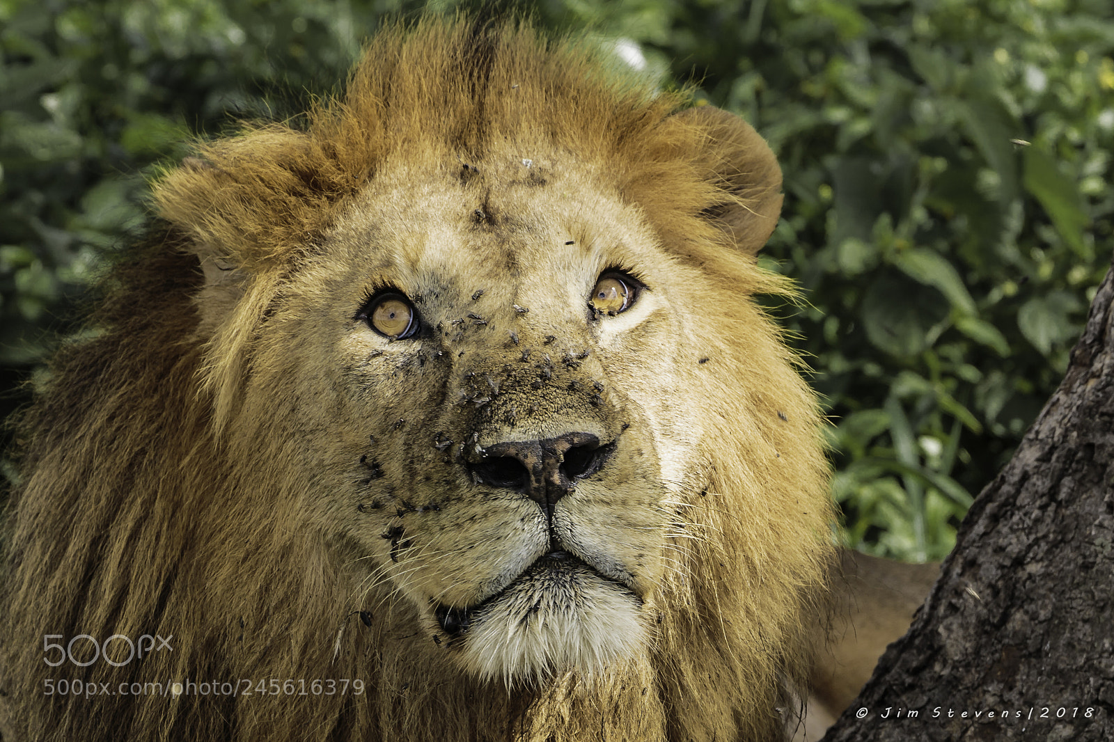 Canon EOS-1D X sample photo. Serengeti lion resting after photography
