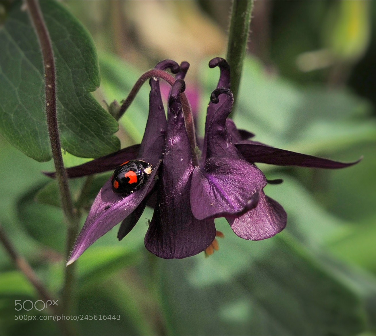Olympus OM-D E-M10 II sample photo. Harlequin ladybird photography