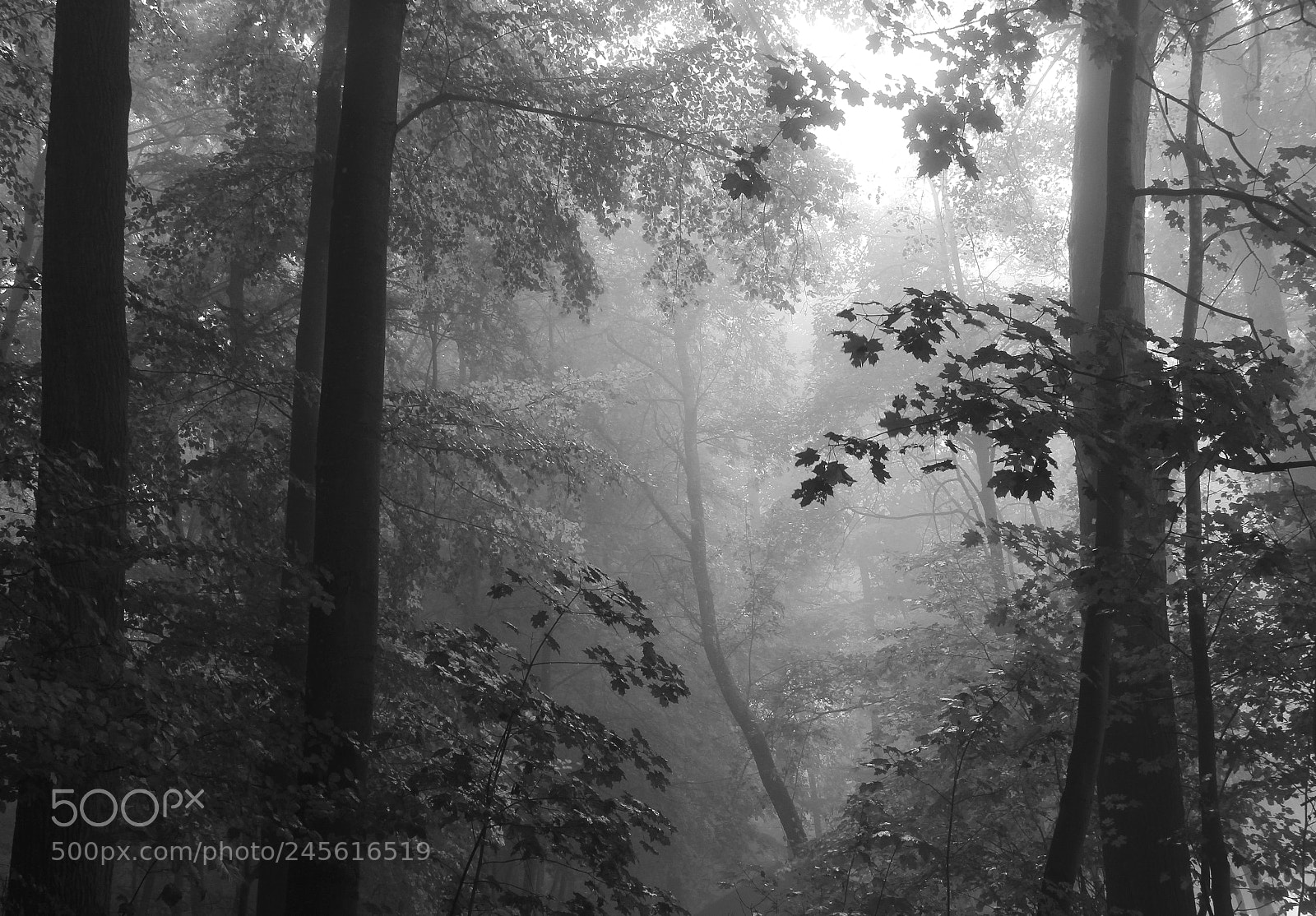 Canon EOS 600D (Rebel EOS T3i / EOS Kiss X5) sample photo. In the forest photography