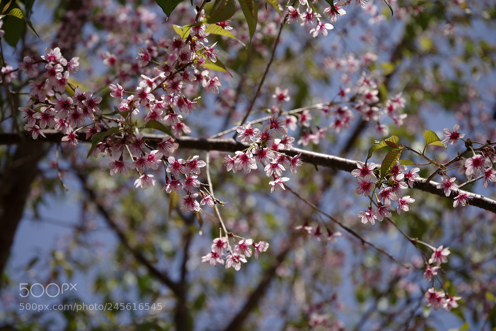 Pentax K-1 sample photo. A photography