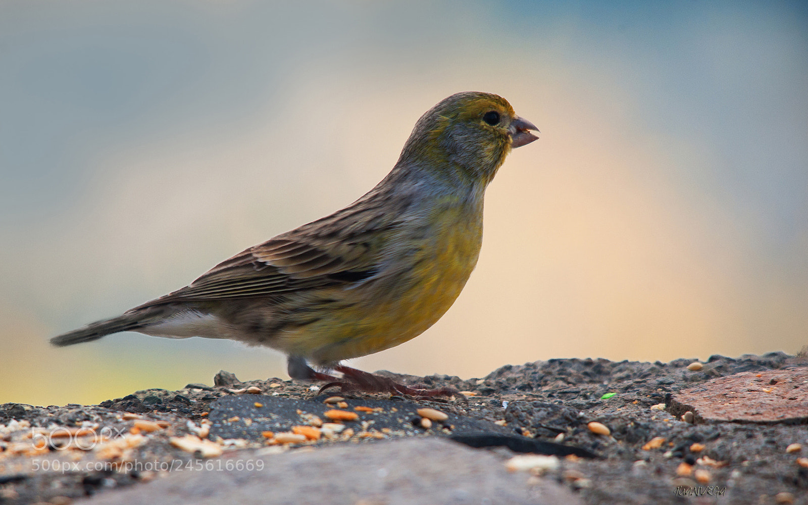 Nikon D90 sample photo. Canario silvestre photography