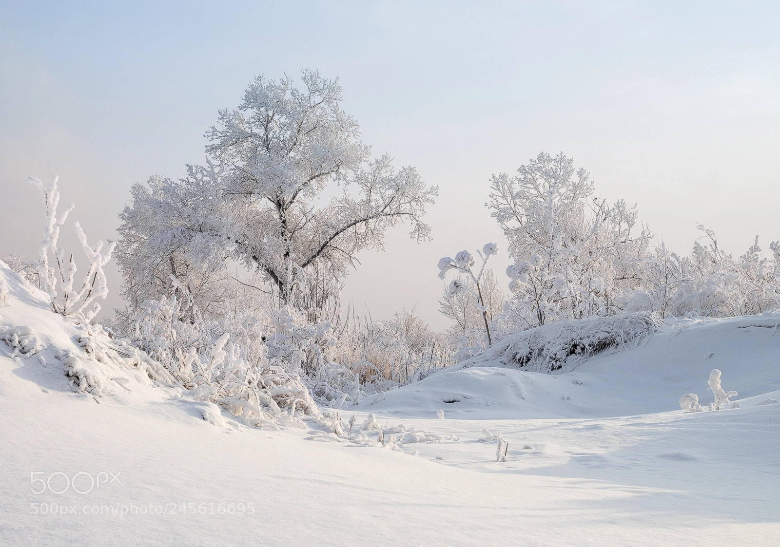 Olympus OM-D E-M1 sample photo. ...snow molds... photography